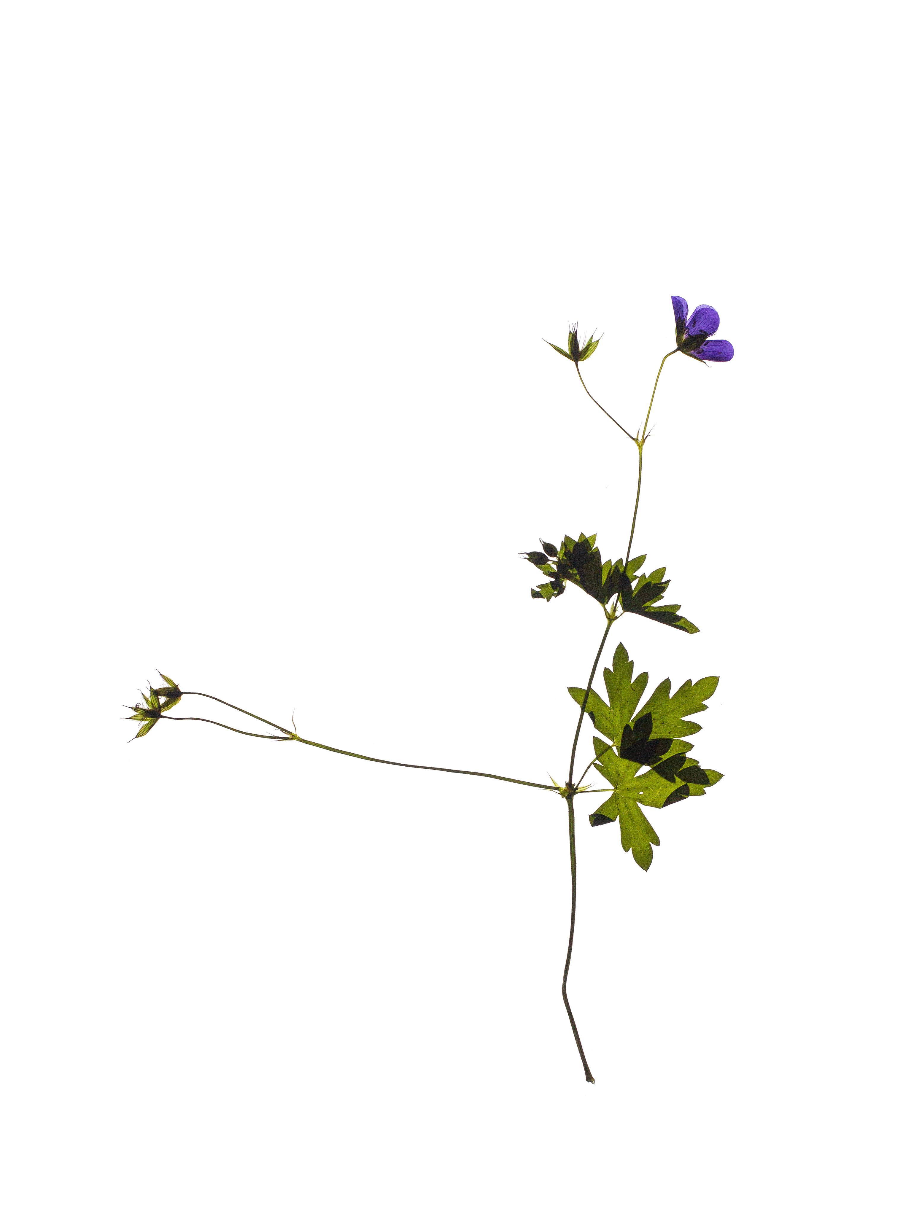Geranium sylvaticum (Wood cranesbill) — Backlit, Pliezhausen, Germany, 2023