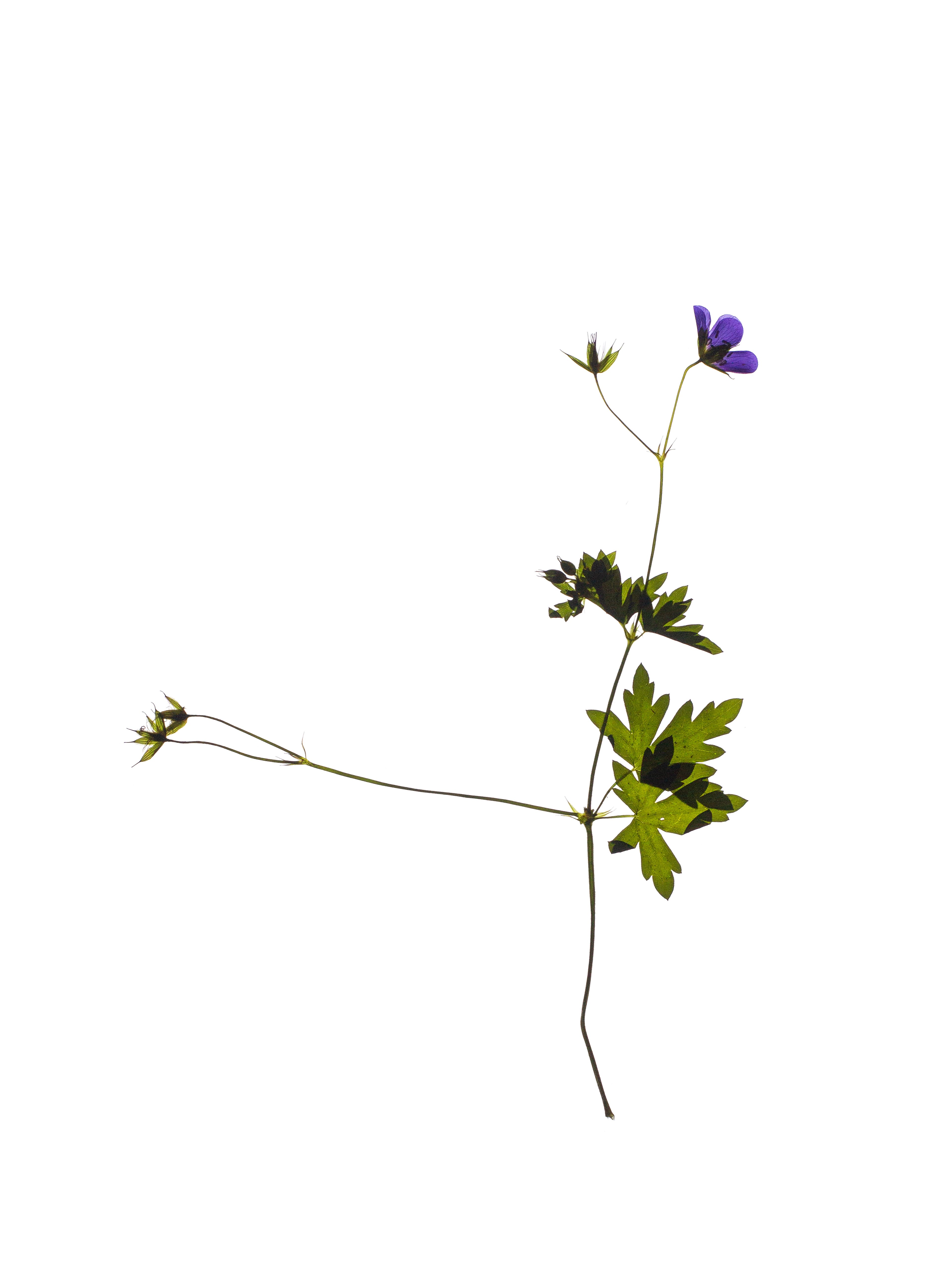 Geranium sylvaticum (Wood cranesbill) — Backlit, Pliezhausen, Germany, 2023