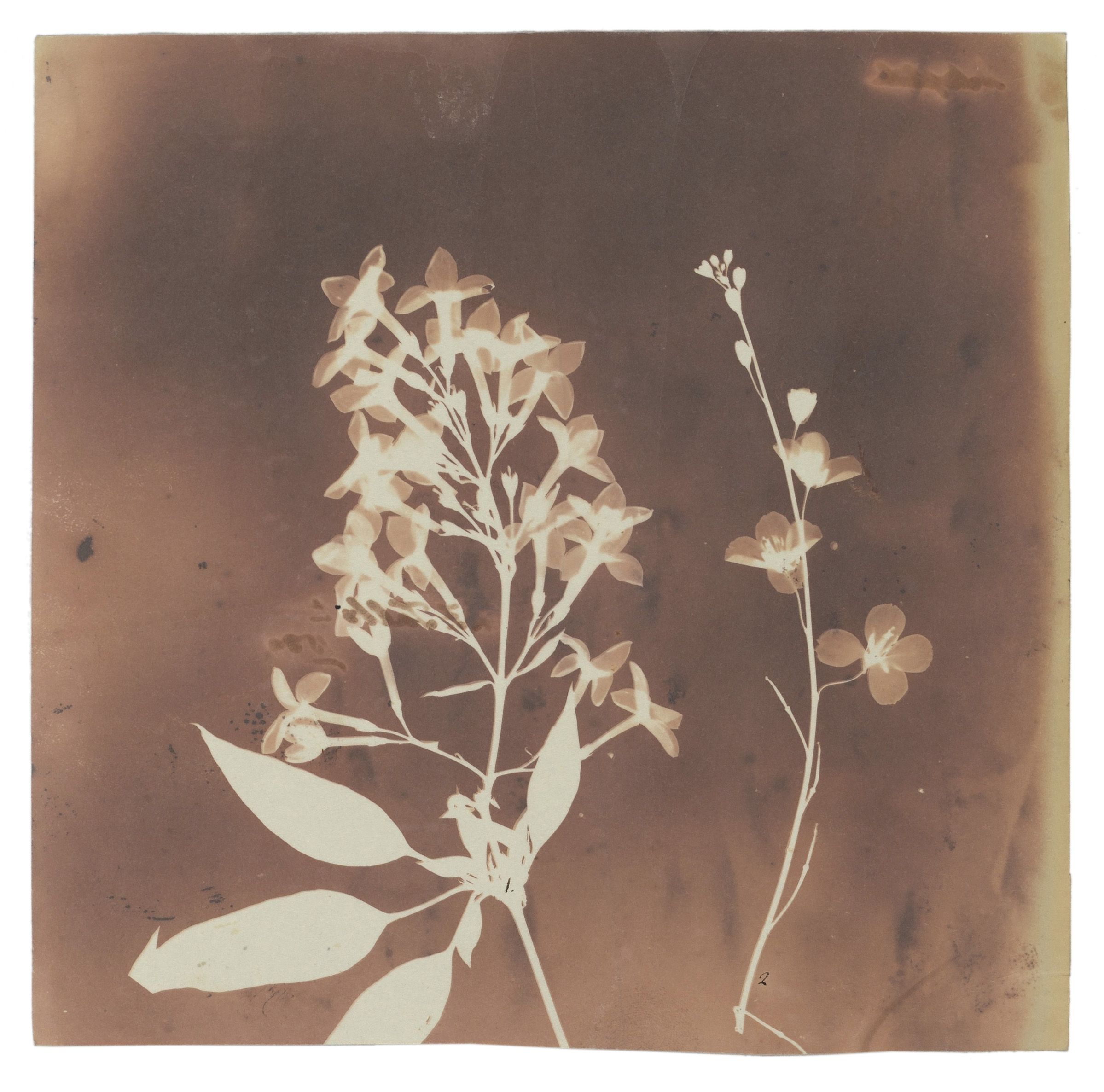 Fox Talbot — The First Reproducible Plant Photographs 