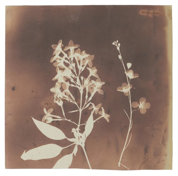 Fox Talbot — The First Reproducible Plant Photographs