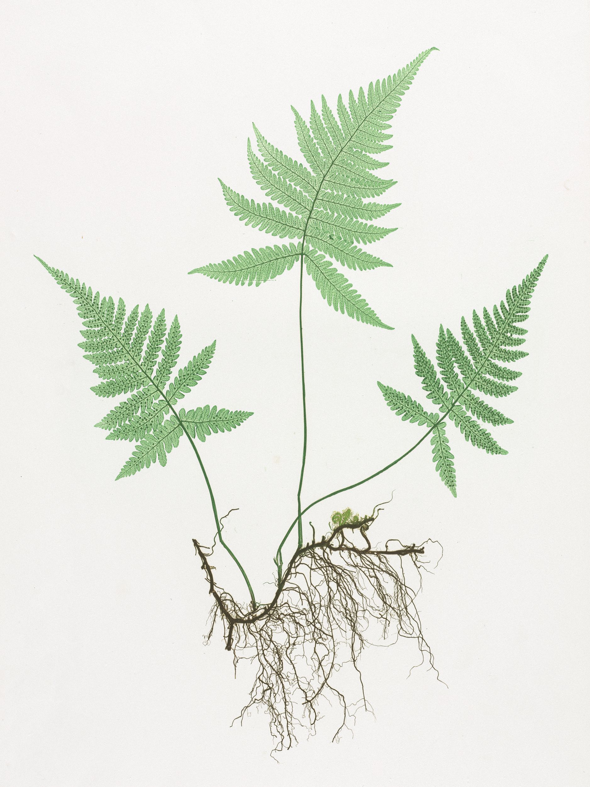 Henry Bradbury — Pioneer of Botanical Nature Printing