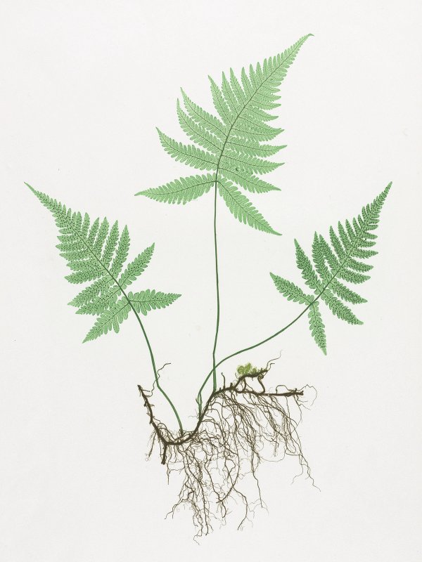 Henry Bradbury — Pioneer of Botanical Nature Printing