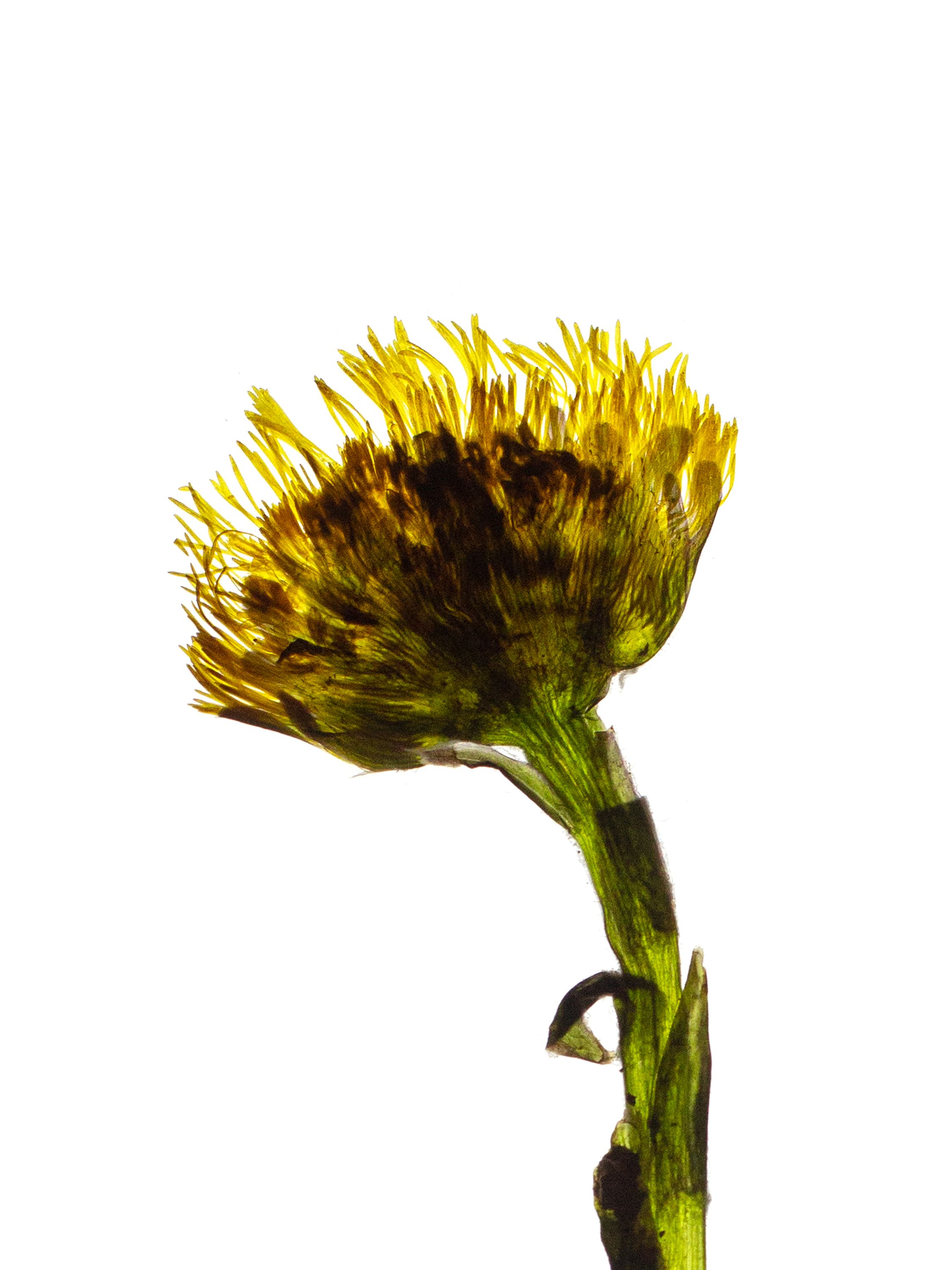 Tussilago farfara (Coltsfoot) — Backlit, Pliezhausen, Germany, 2021 (HA-0074, plate II)