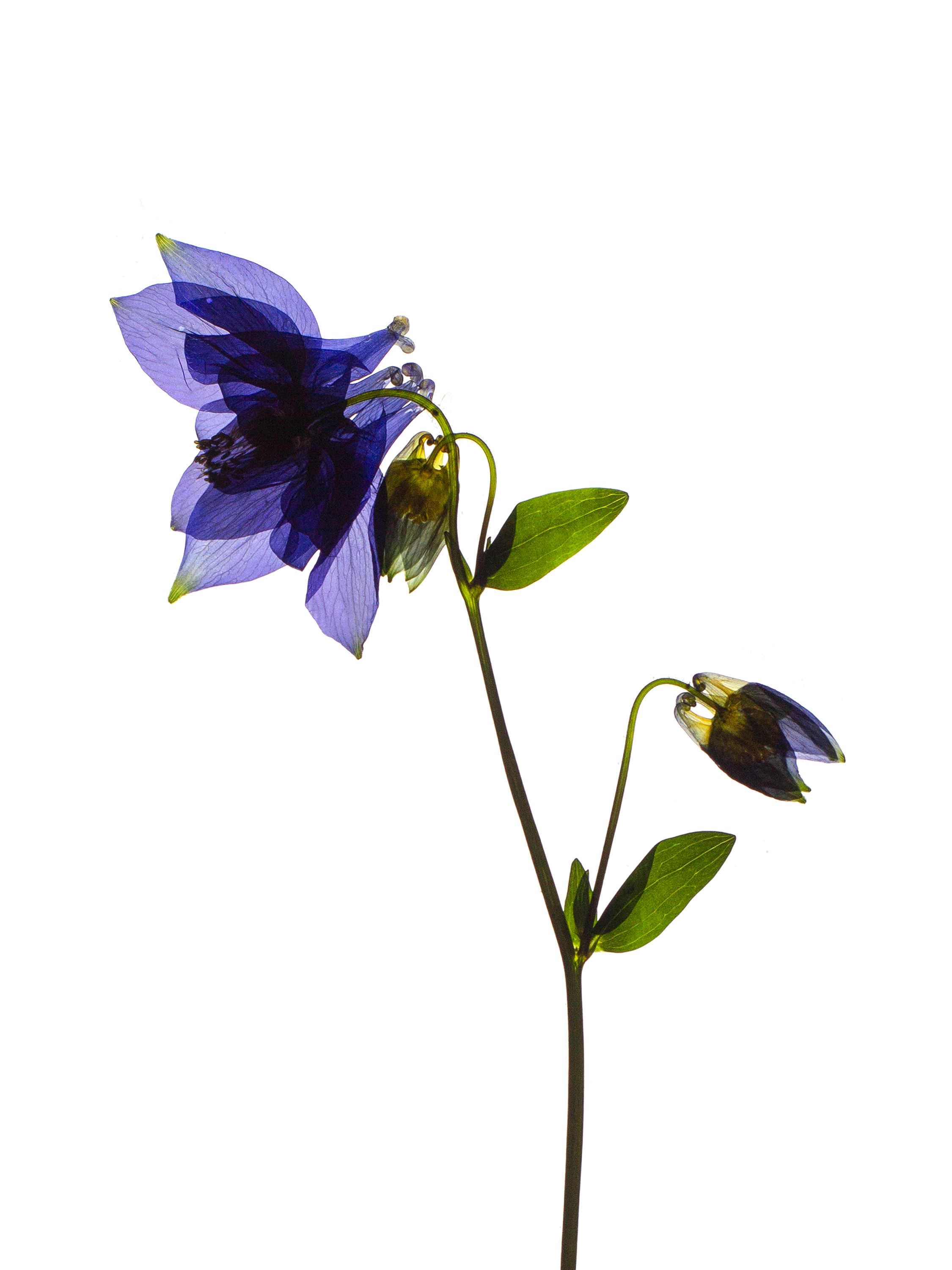 Aquilegia vulgaris (European columbine) — Backlit, Stammheim, Germany, 2022