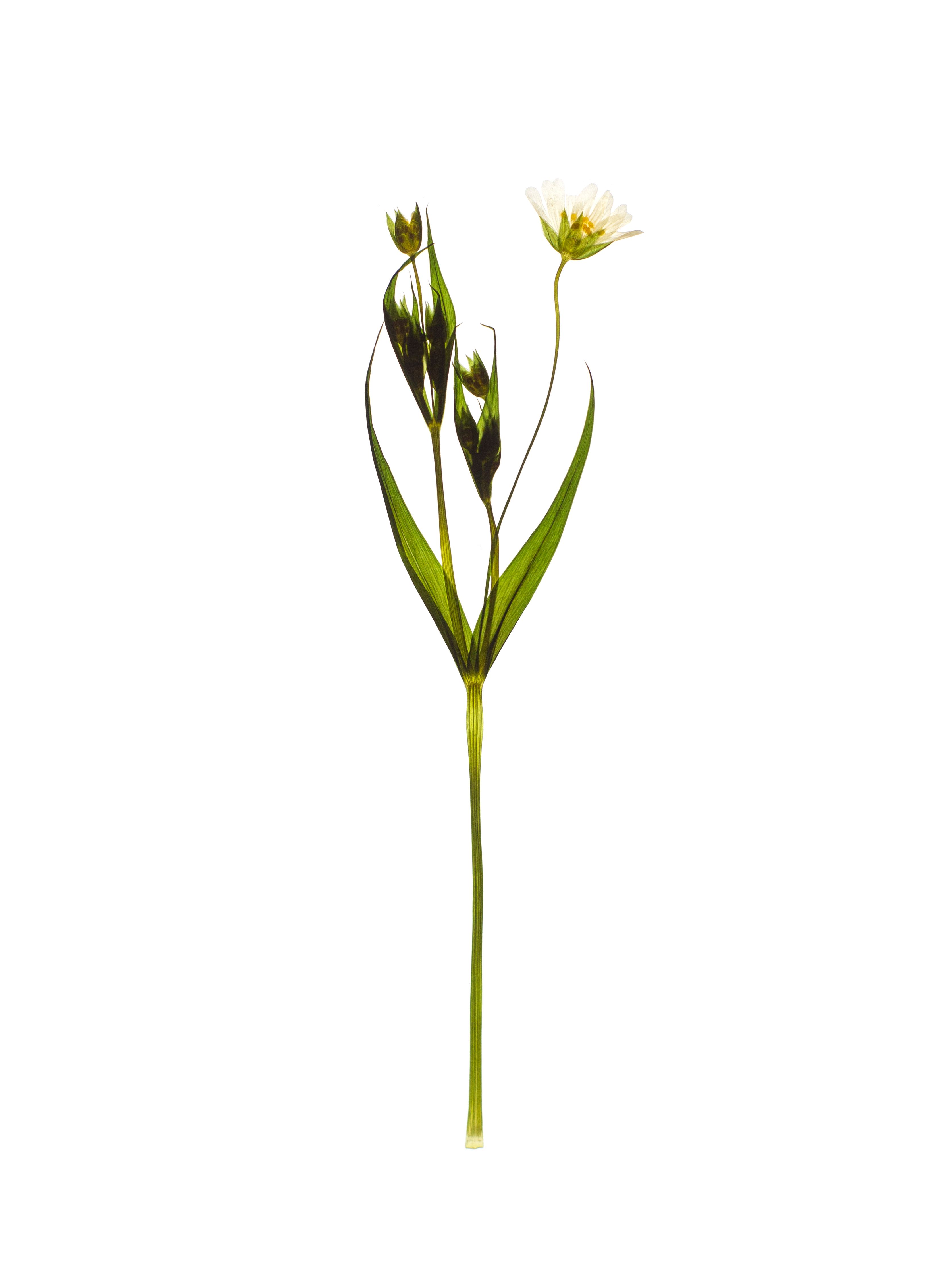 Stellaria holostea (Greater stitchwort) — Backlit, Pliezhausen, Germany, 2020