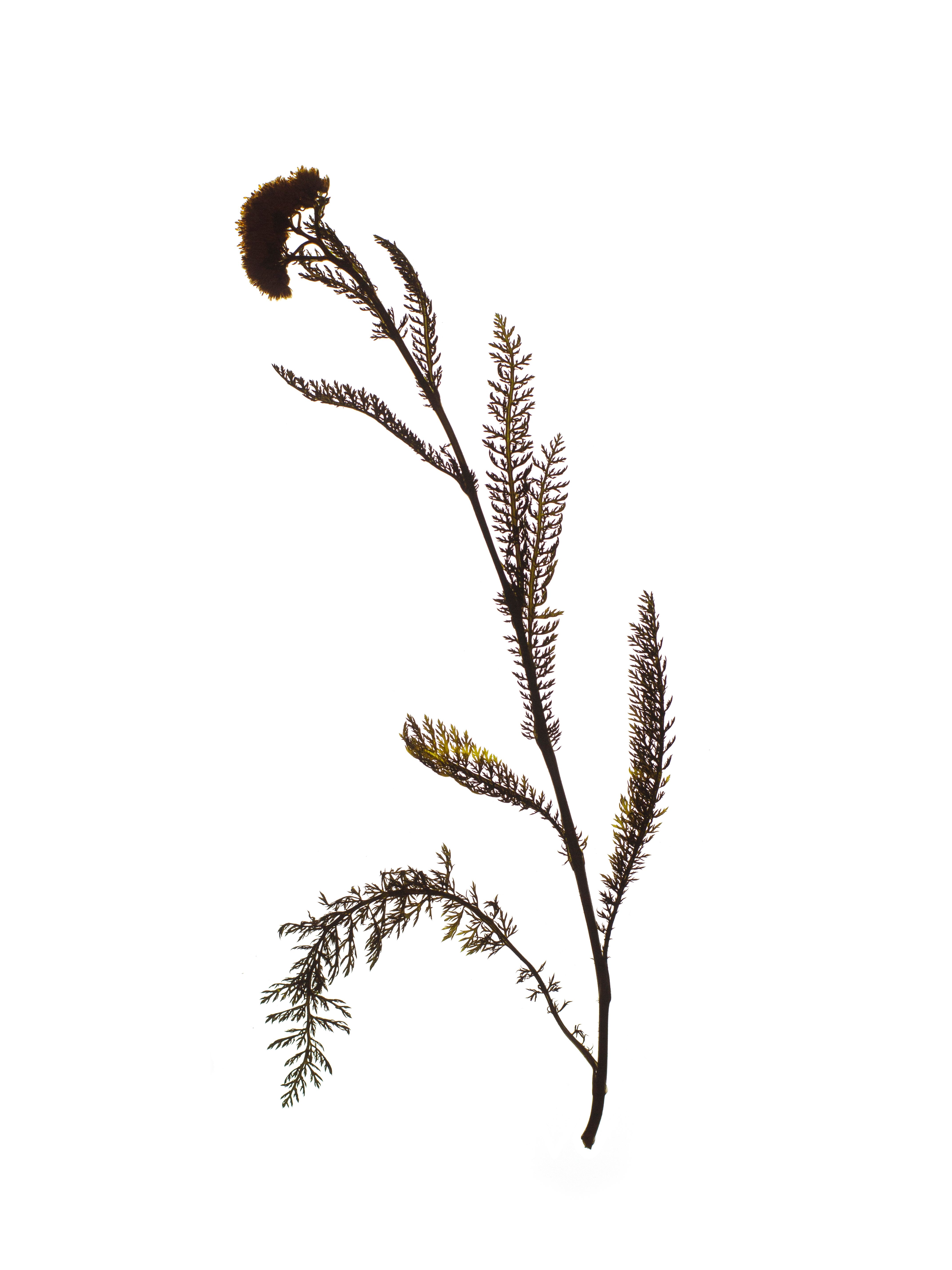 Achillea nobilis (Noble yarrow) — Backlit, Offenbach, Germany, 2019