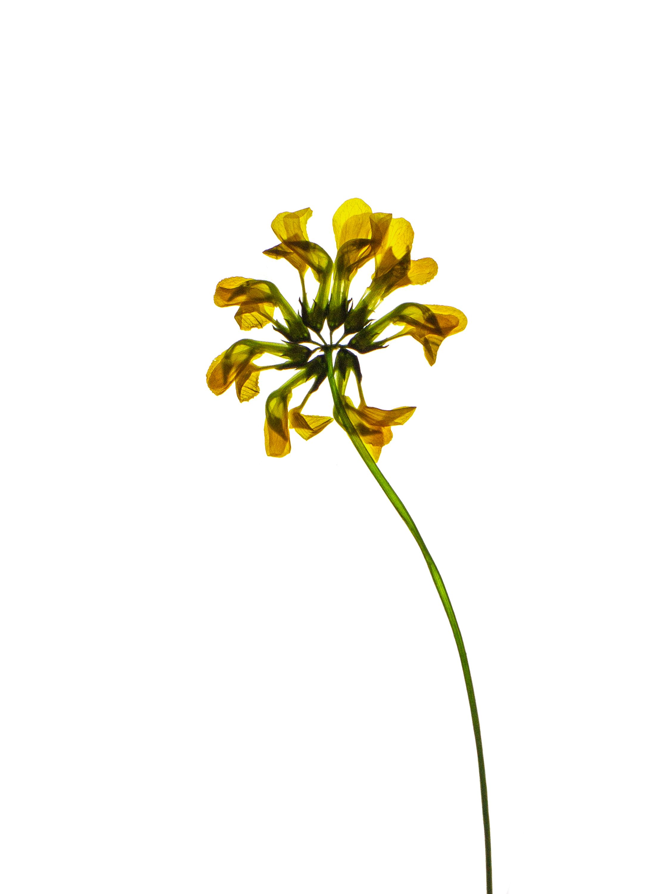 Hippocrepis comosa (Horseshoe vetch) — Backlit, Zürich, Switzerland, 2021 (HA-0084, plate II)