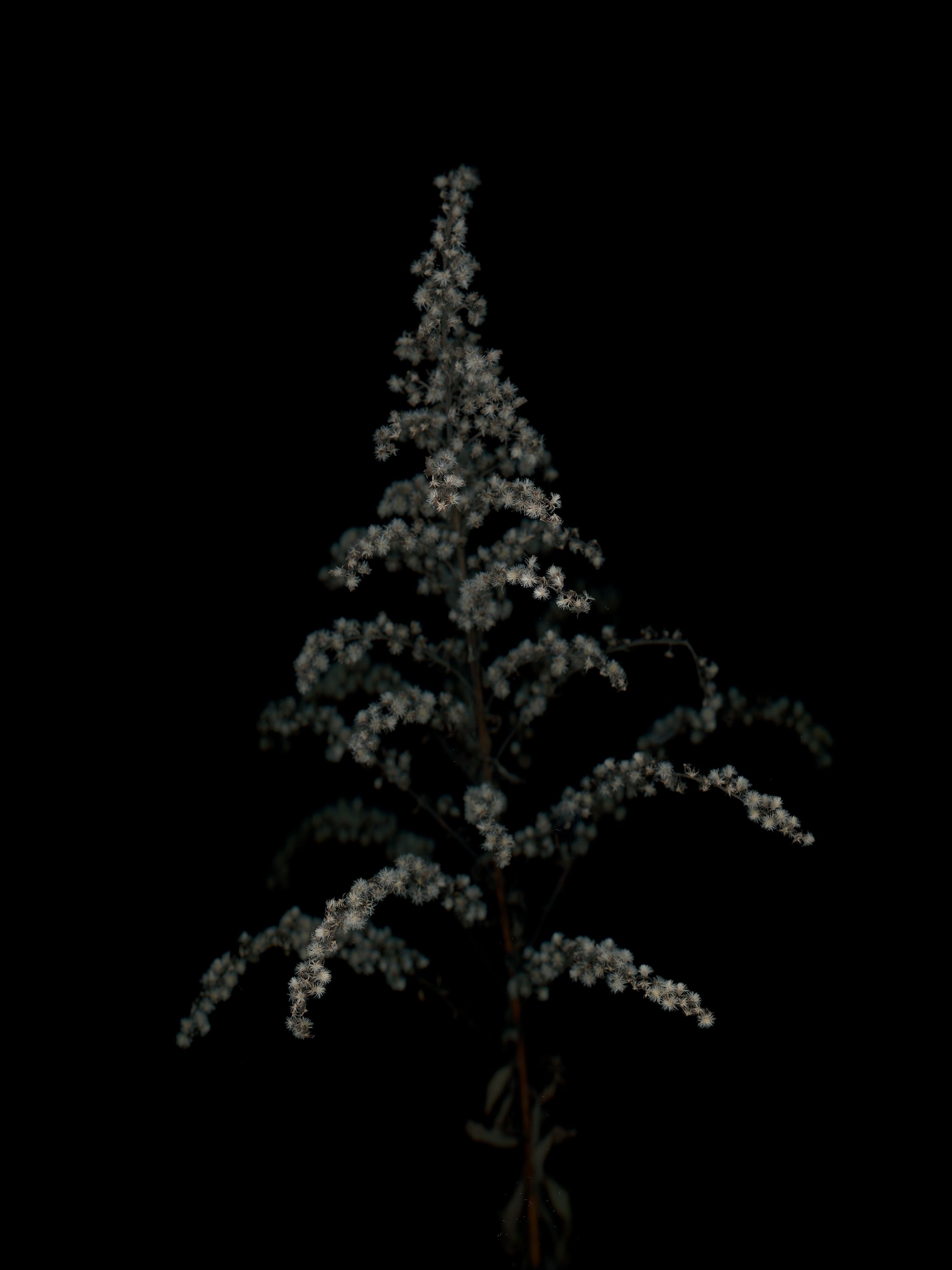 Solidago altissima (Late goldenrod) — HD Scan, Thalkirchen, Germany, 2025