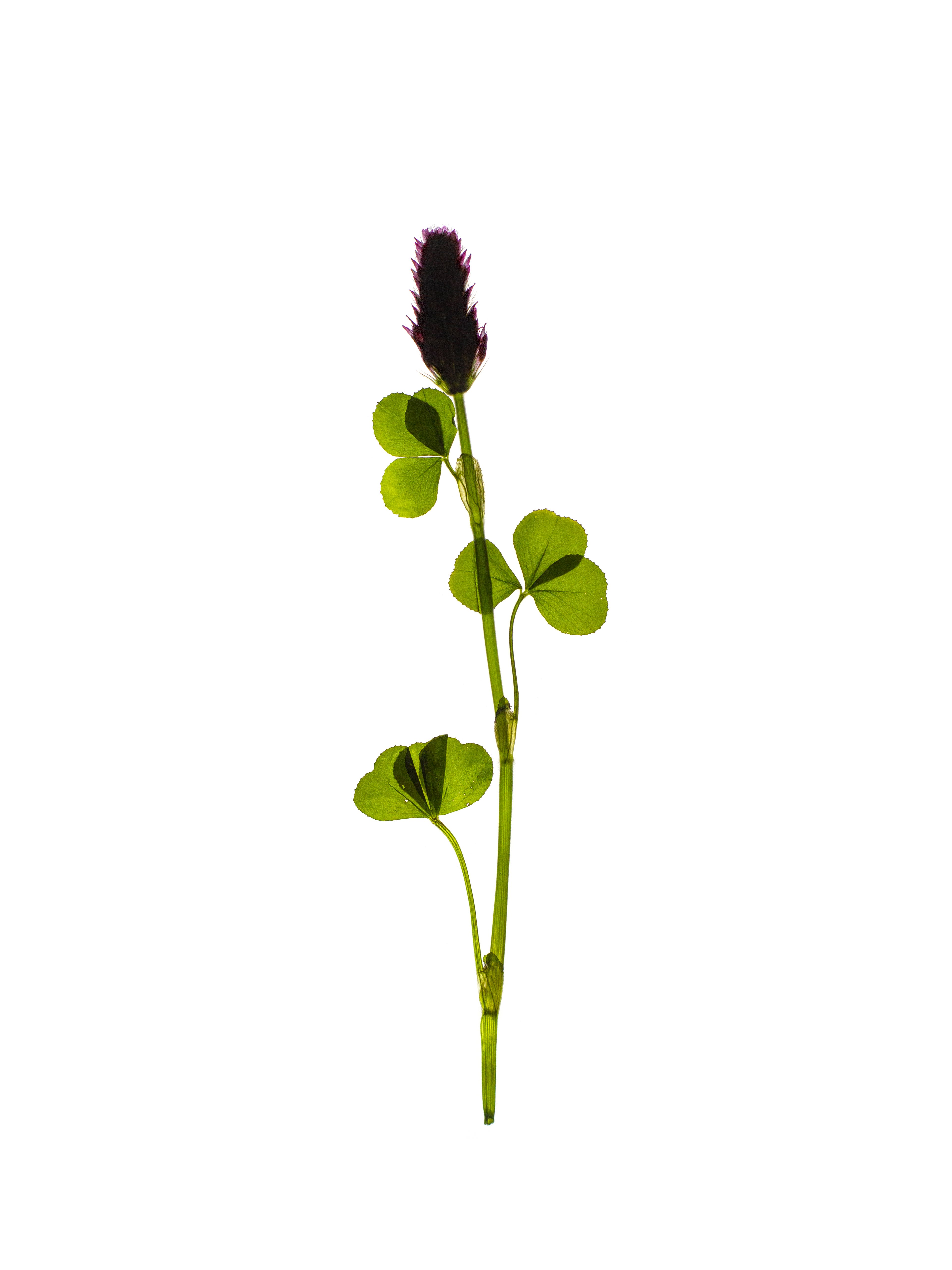 Trifolium incarnatum (Crimson clover) — Backlit, Bruchsal, Germany, 2021