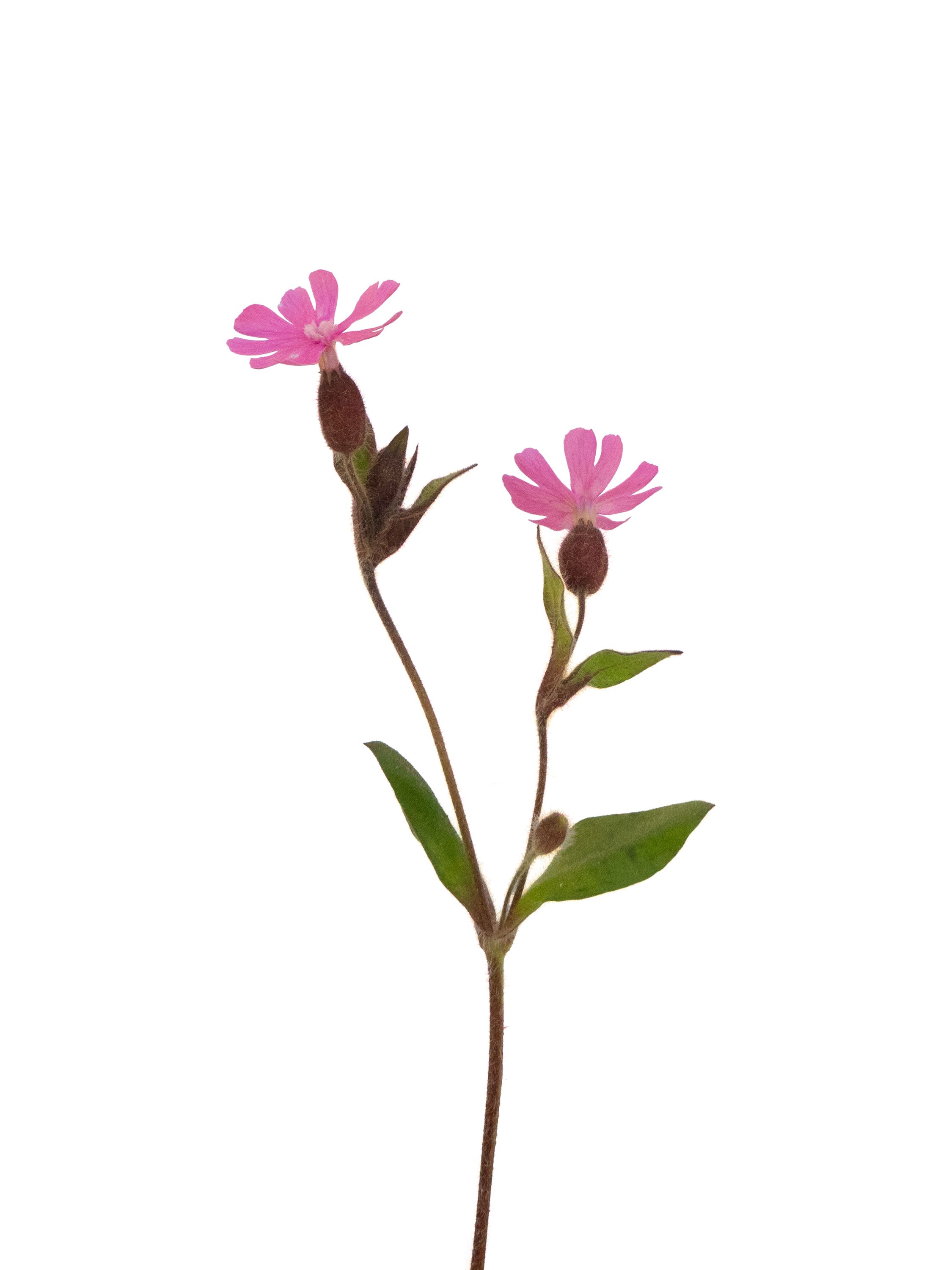 Silene dioica (Red campion) — Photograph, Ruhla, Germany, 2026