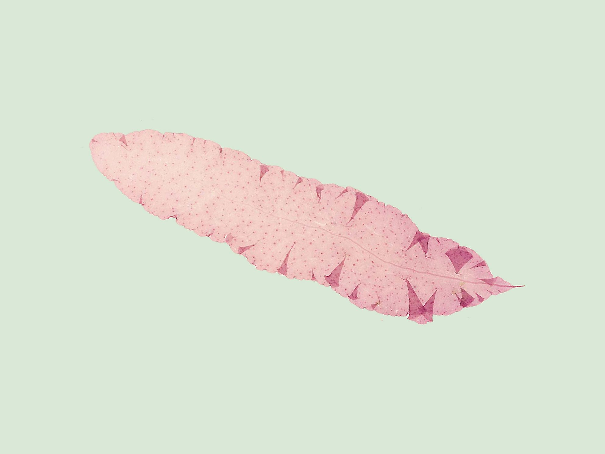 Eliza M French, Algae collection