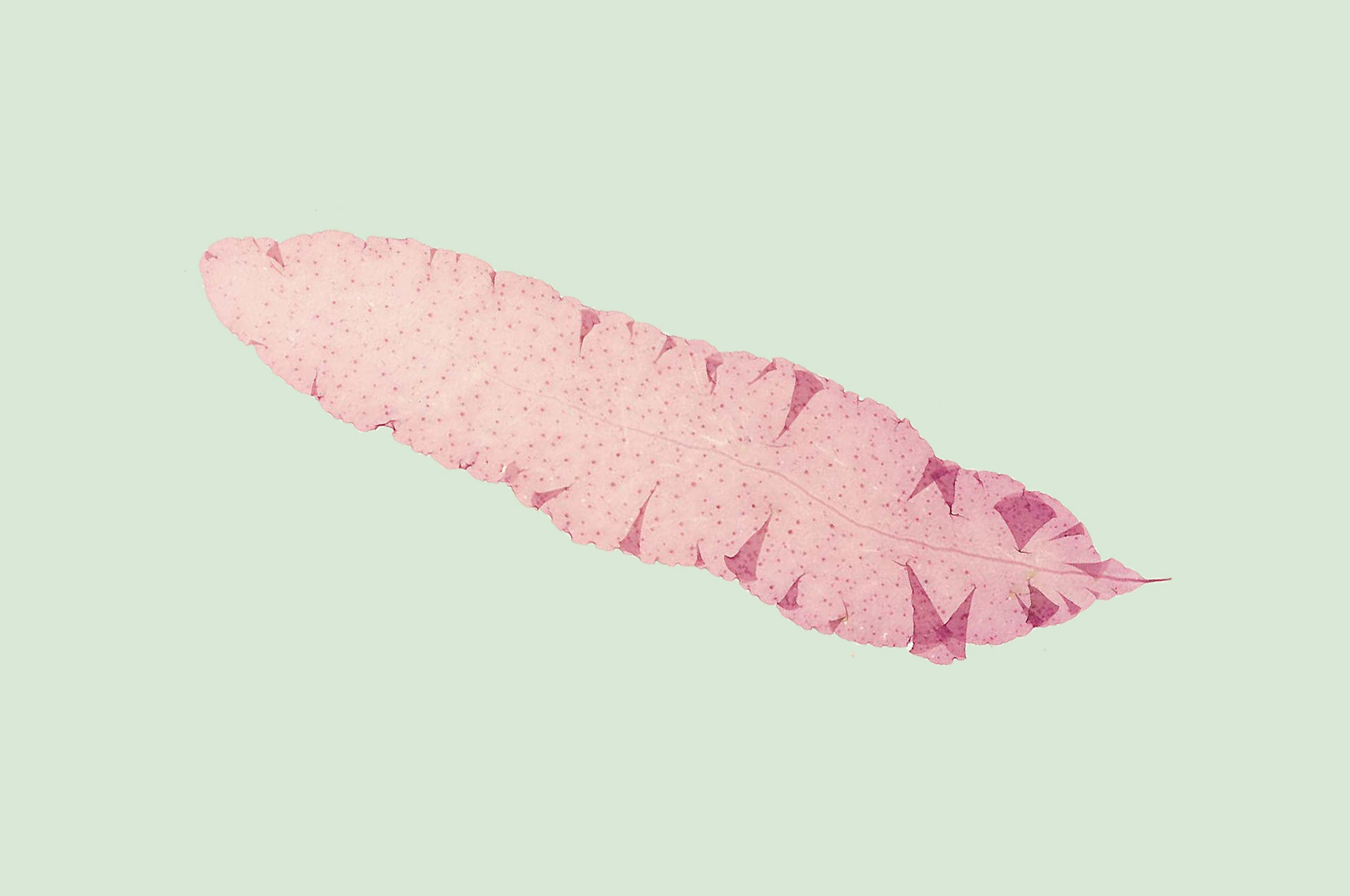 Eliza M French, Algae collection