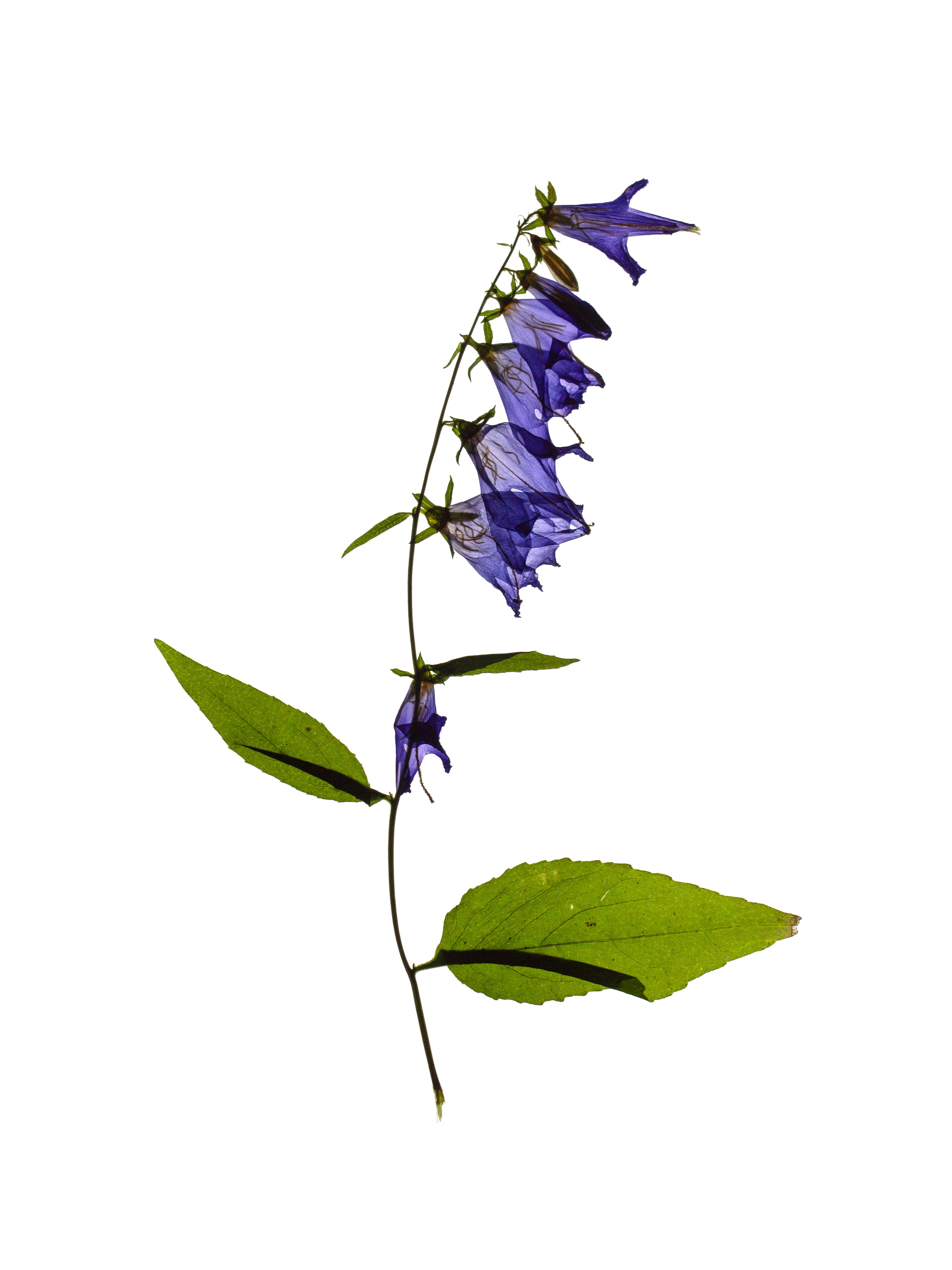 Campanula rapunculoides (Creeping bellflower) — Backlit, Ushguli, Georgia, 2019