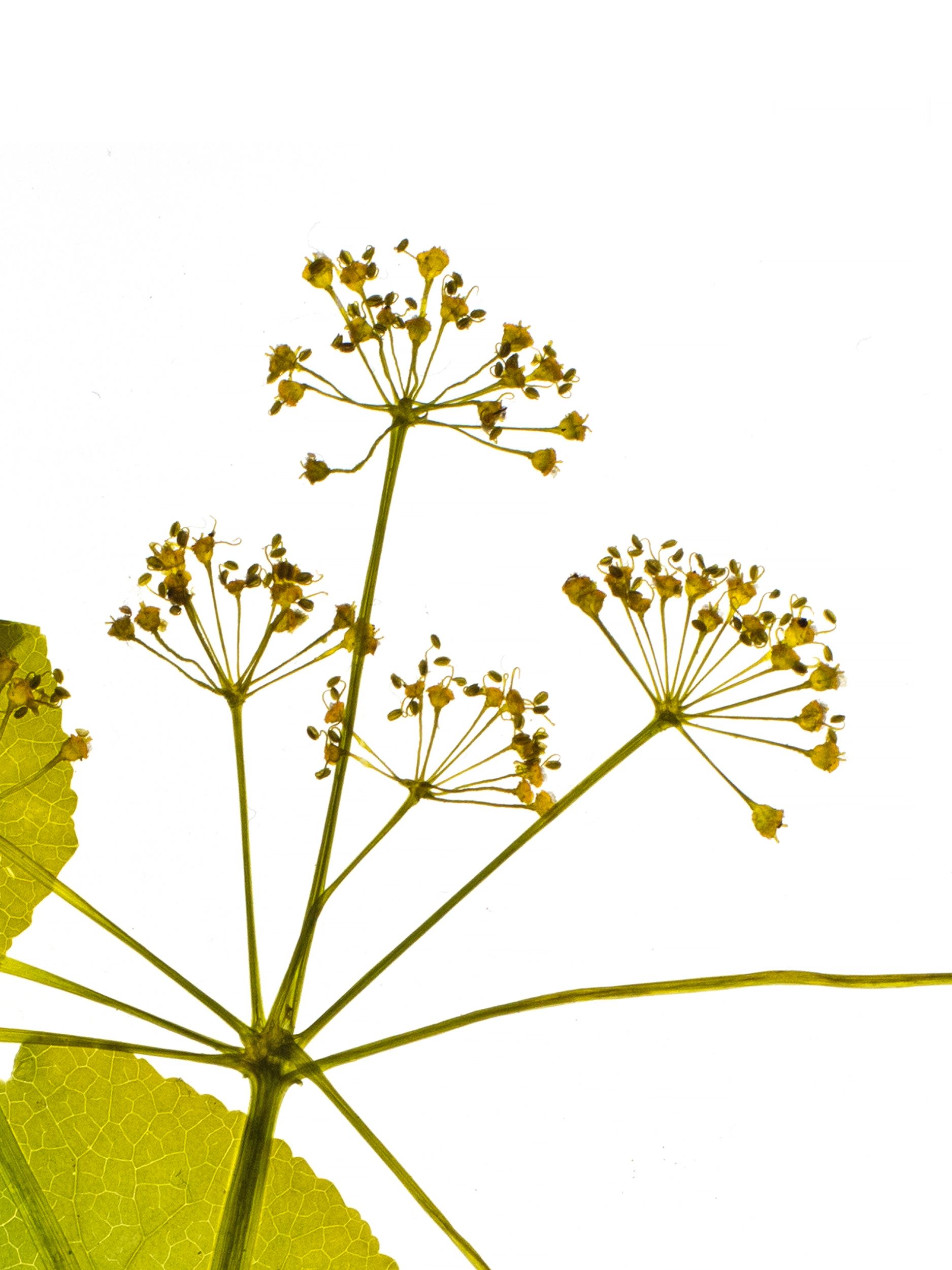 Smyrnium perfoliatum (Horse parsley) — Backlit, Prague, Czech Republic, 2018