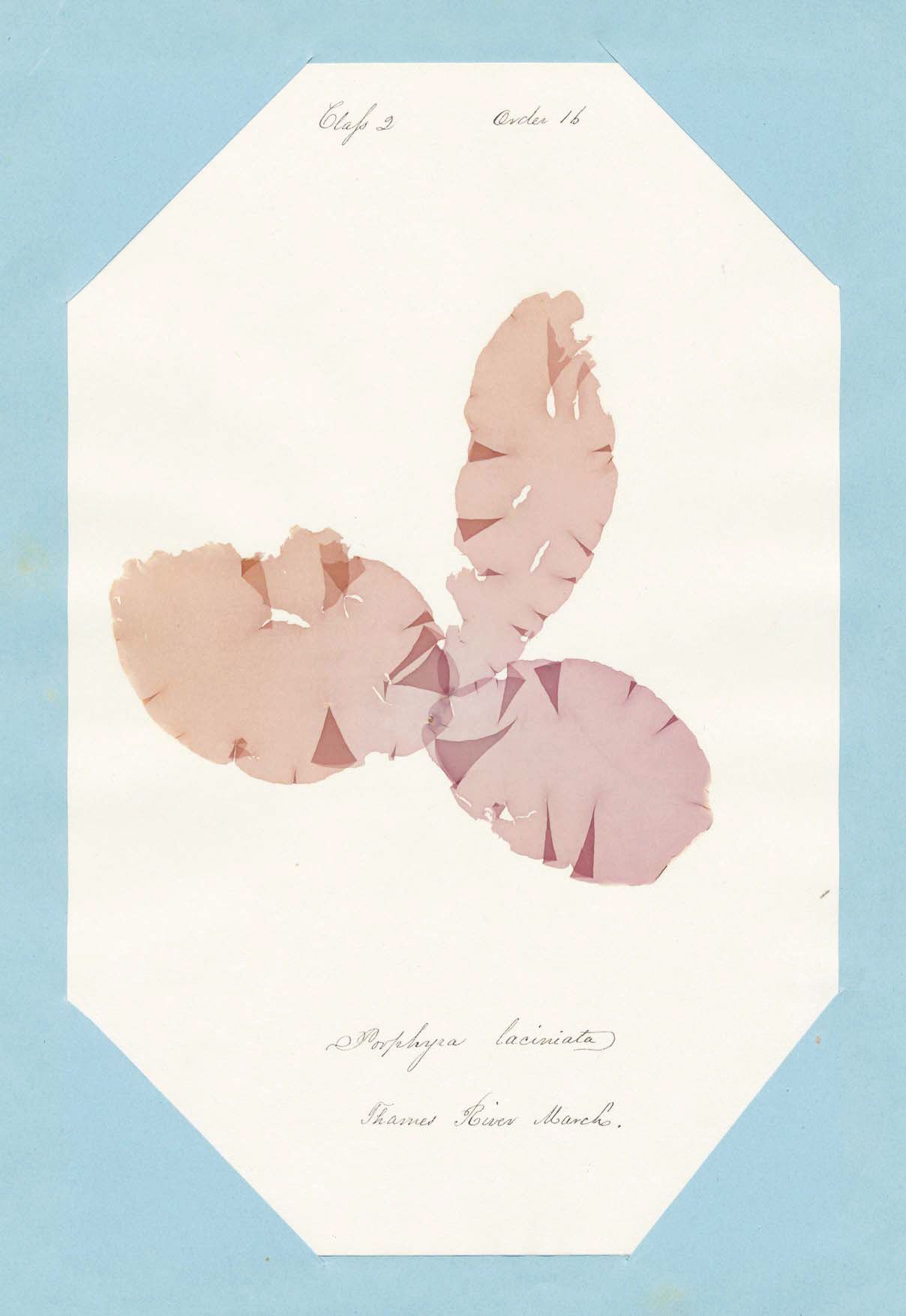 Eliza M. French — A Seaweed Collection 