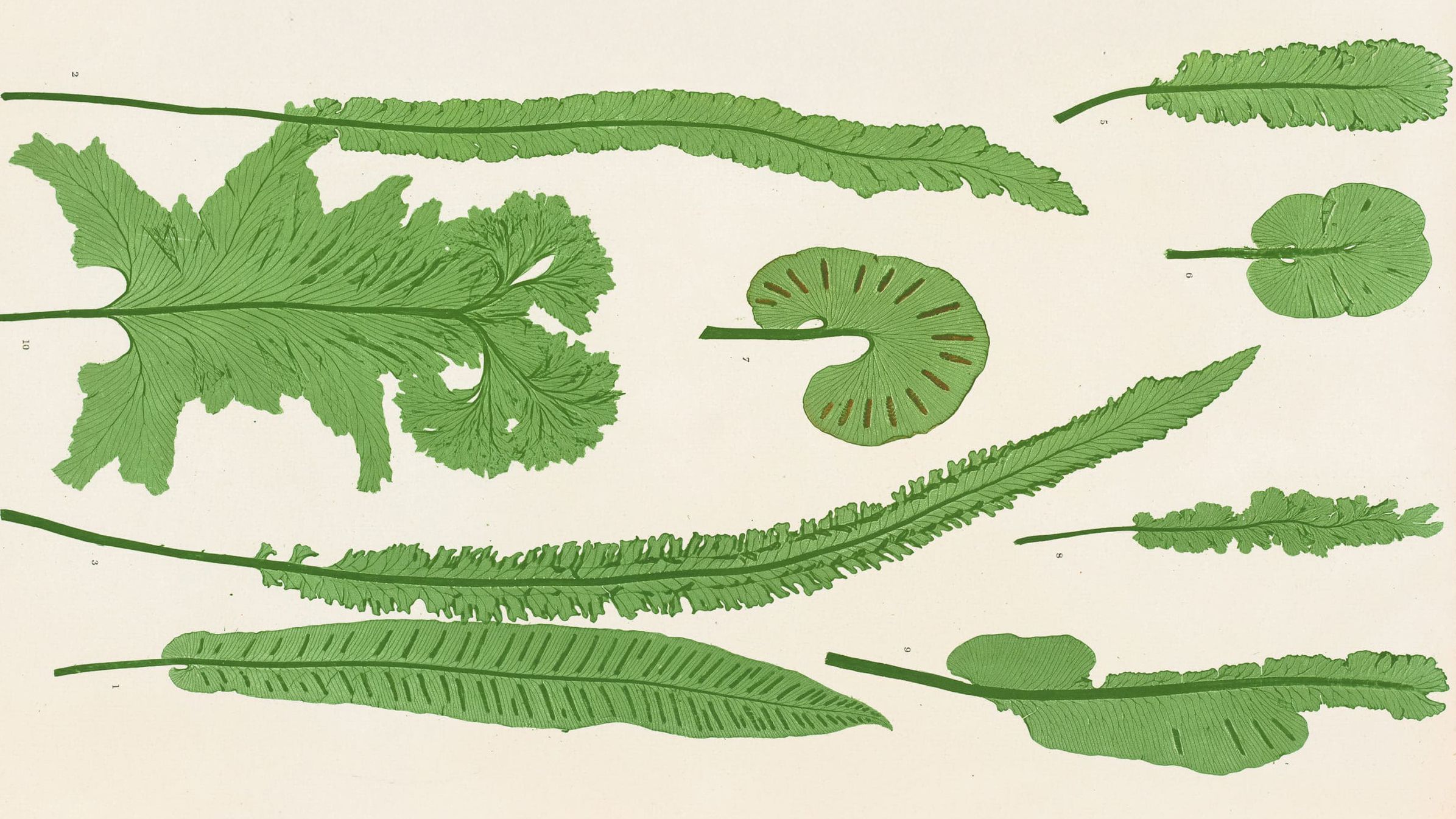 Scolopendrium vulgare, Henry Bradbury, The Ferns of Great Britain and Ireland, Plate XLII, 1855