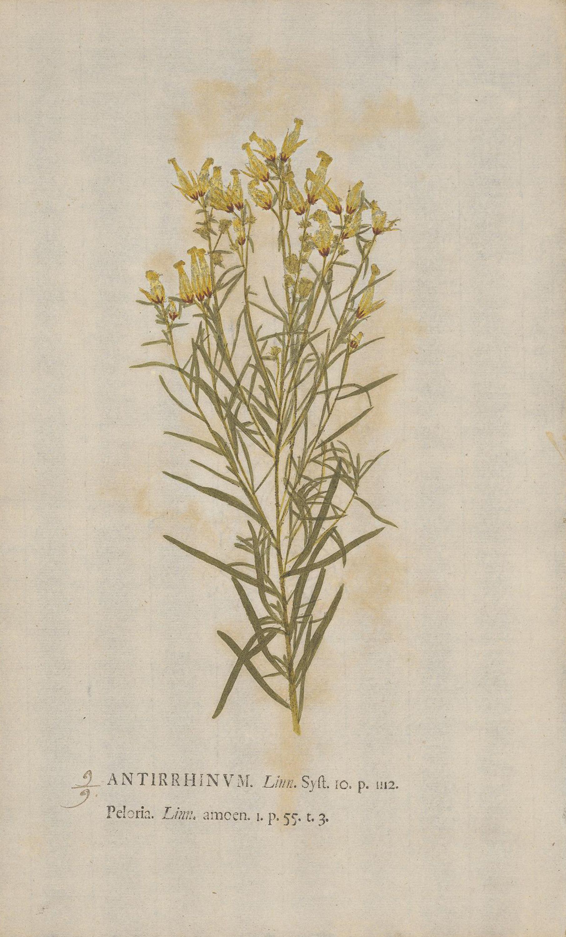 Linaria vulgaris (Common toadflax) — Nature-print, Botanica in Originali, 1733