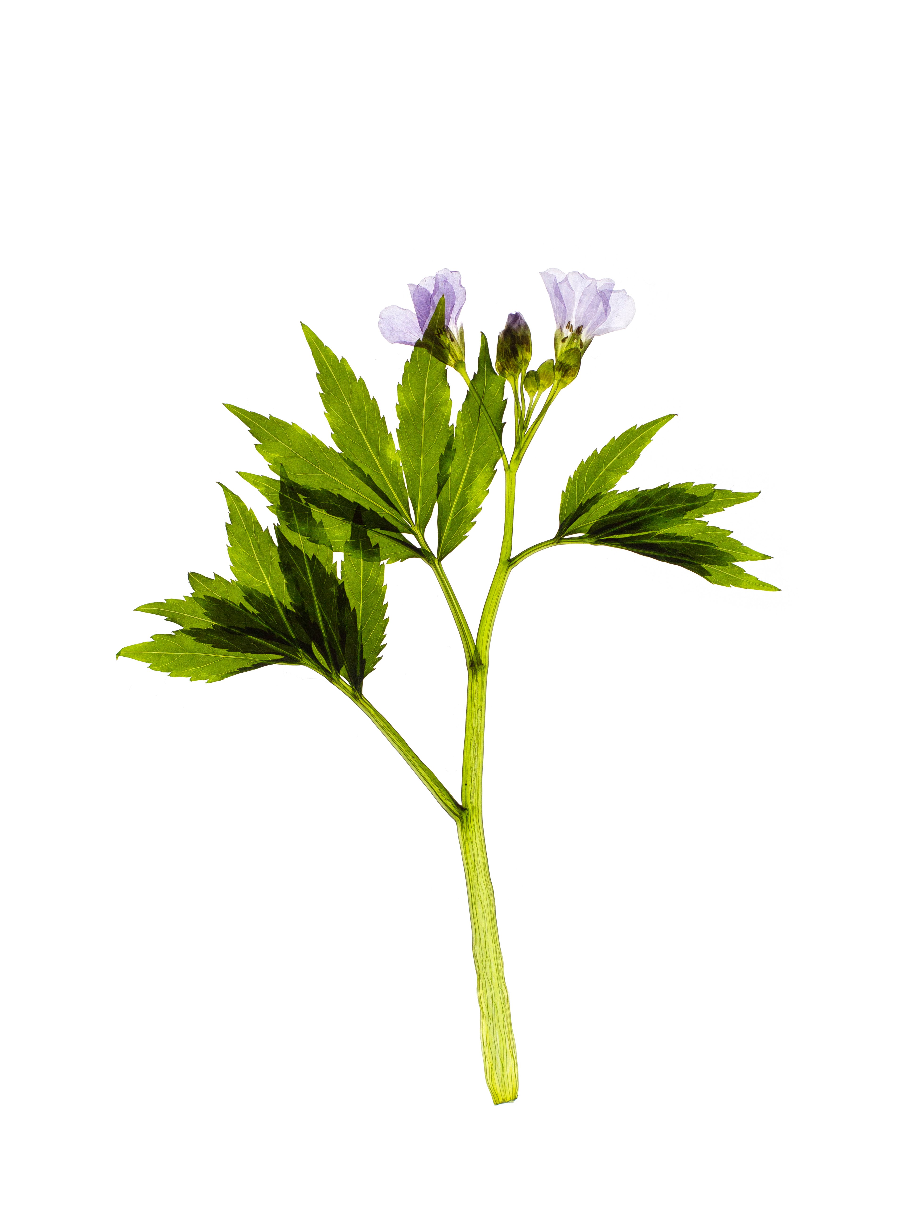 Cardamine pentaphyllos (Fine-leaved bittercress) — Backlit, Laufenburg, Switzerland, 2021