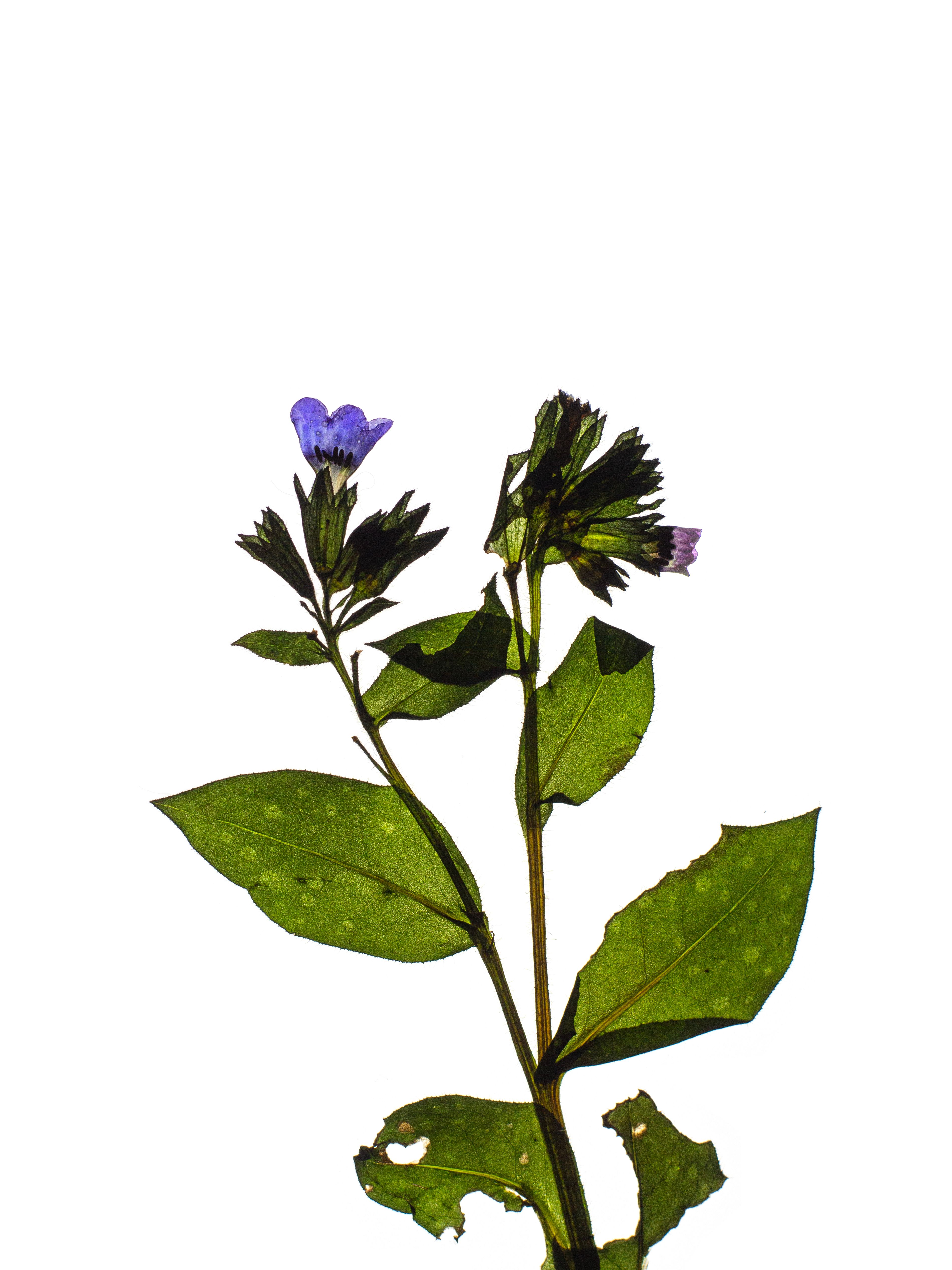 Pulmonaria officinalis (Lungwort) — Backlit, Tegernsee, Germany, 2024 (HA-0157, plate II)