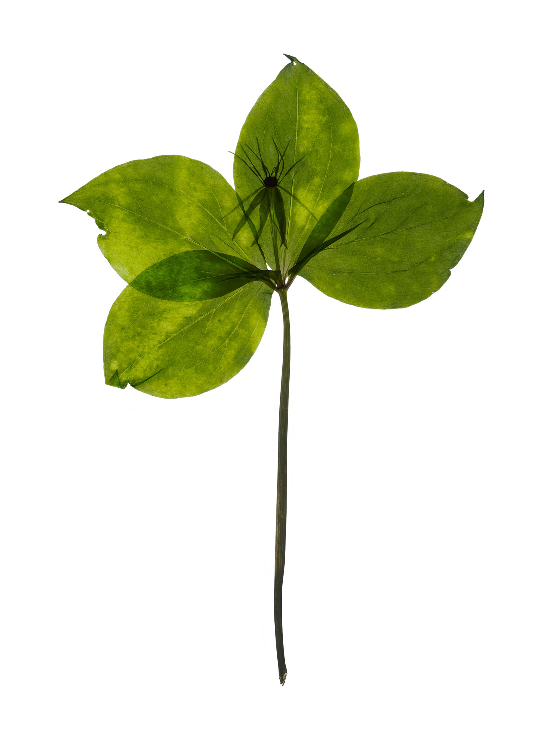 Paris quadrifolia (True lover's knot) — Backlit, Reutlingen, Germany, 2025