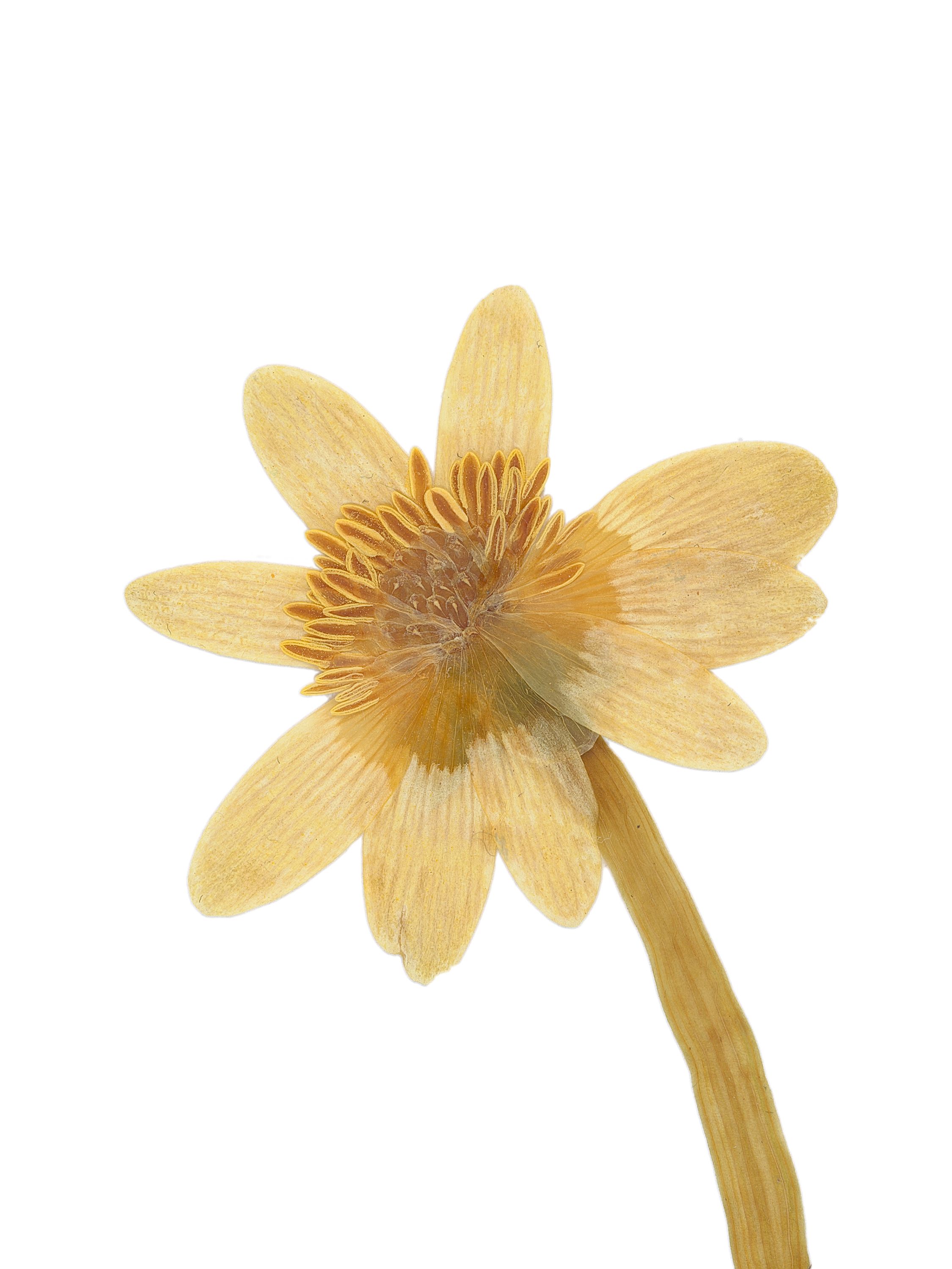 Ficaria verna (Lesser celandine) — Pressed, Pliezhausen, Germany, 2020