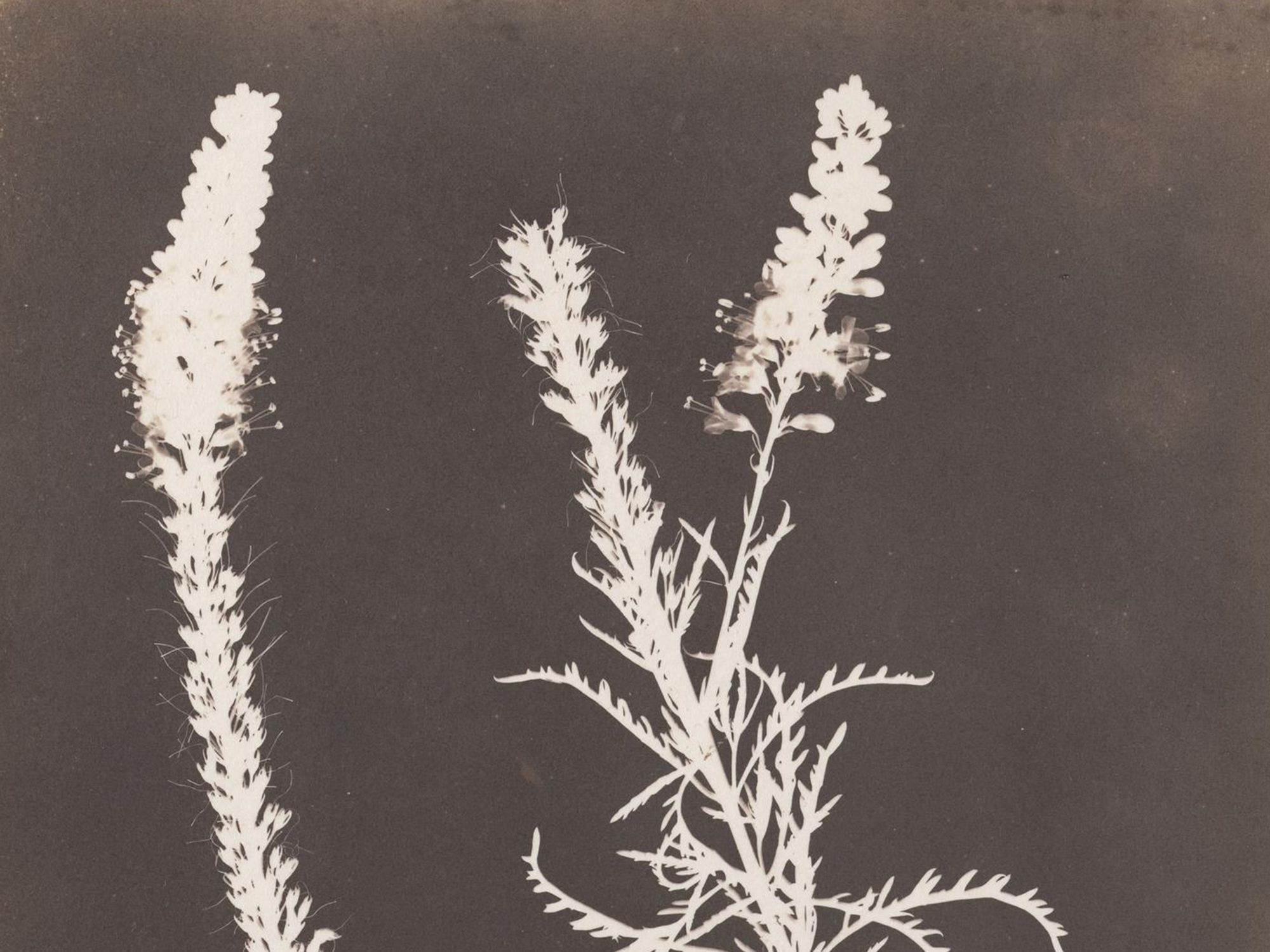 Calotype – Negative–Positive Botanical Photography Technique