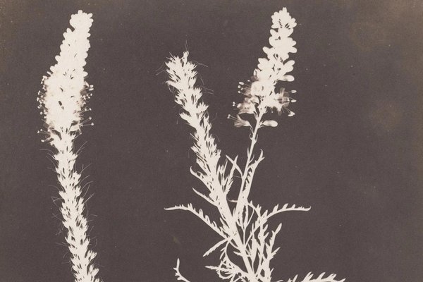 Calotype – Negative–Positive Botanical Photography Technique