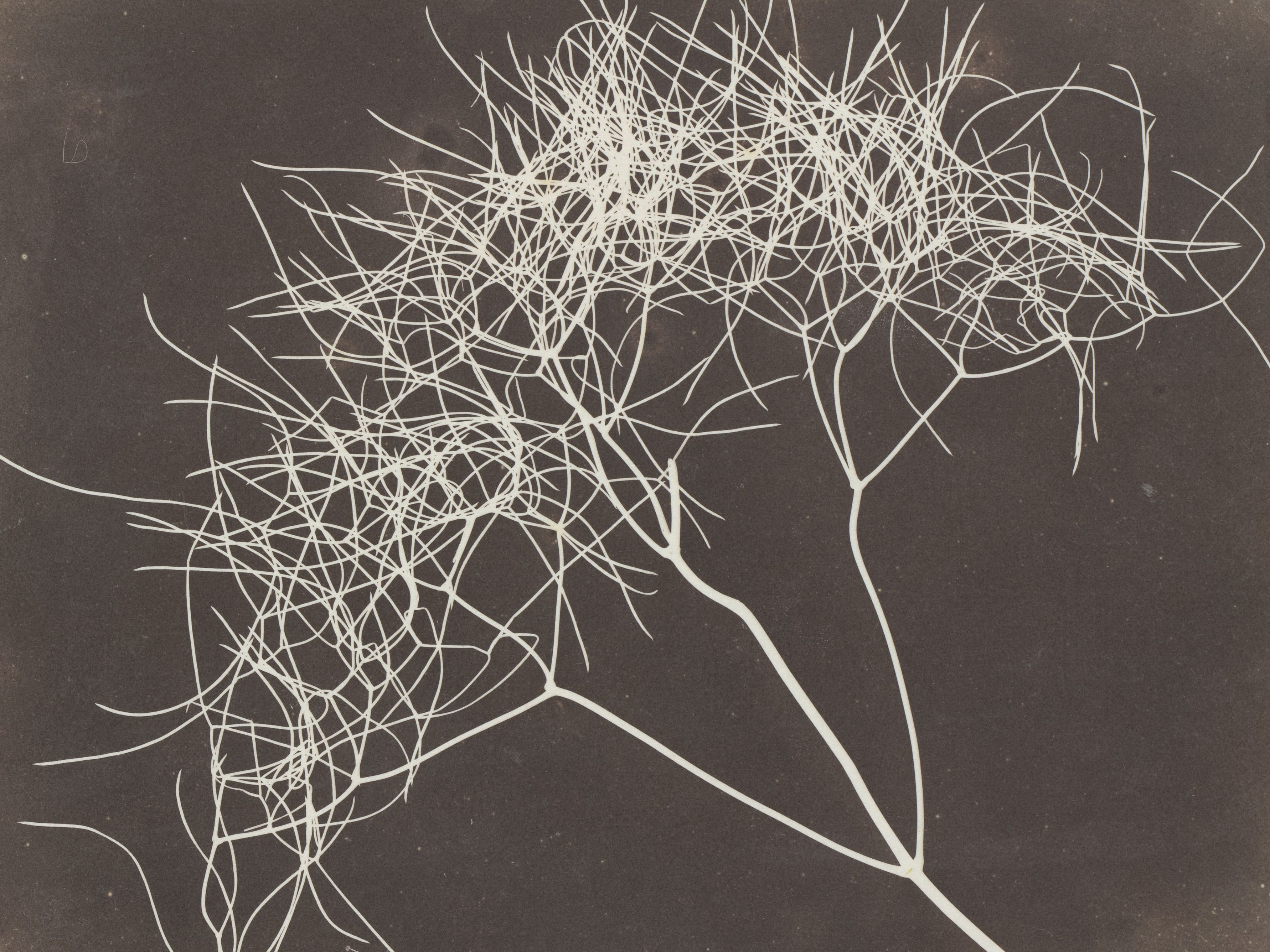 Cover, Fox Talbot