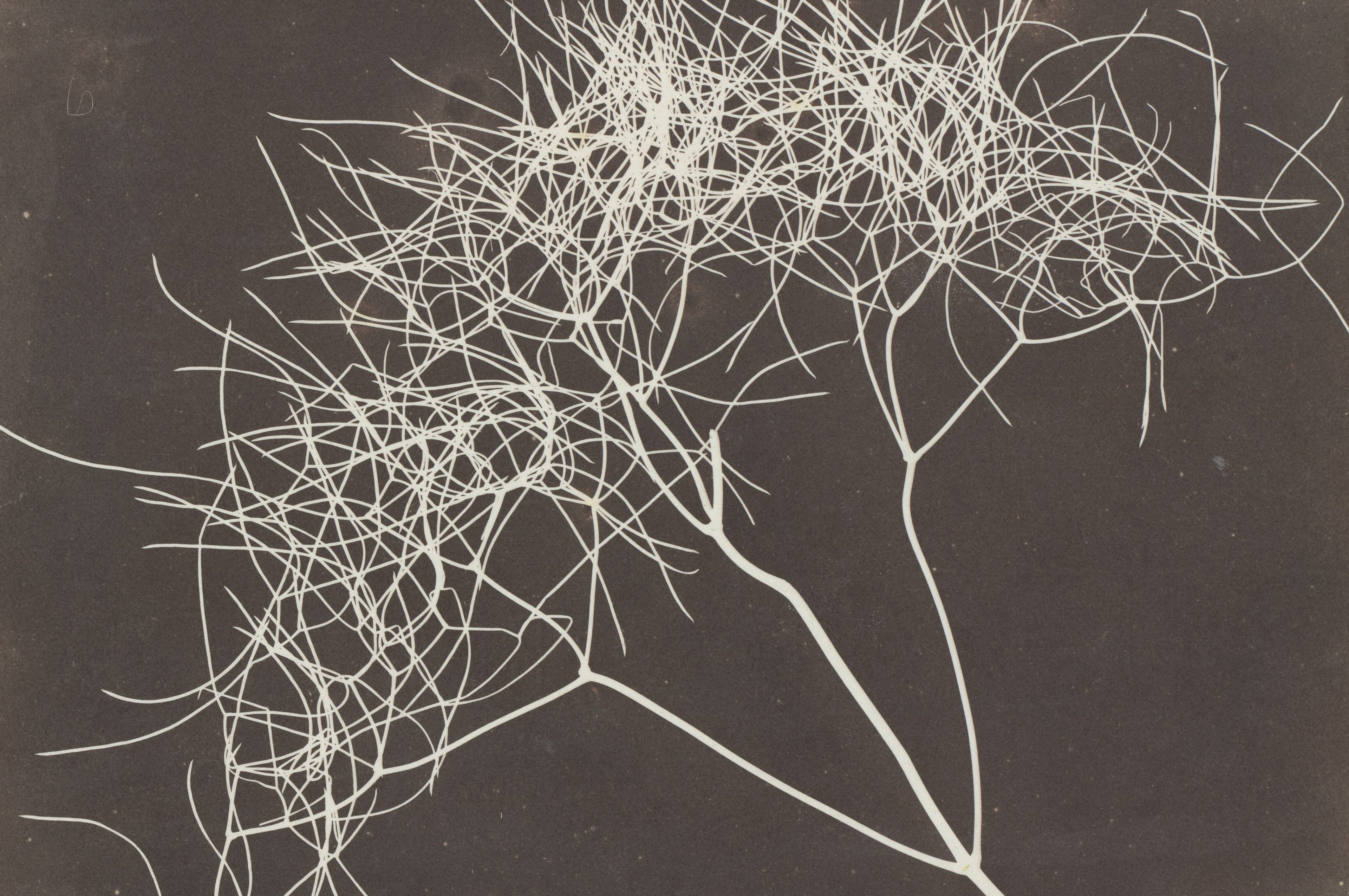 Cover, Fox Talbot