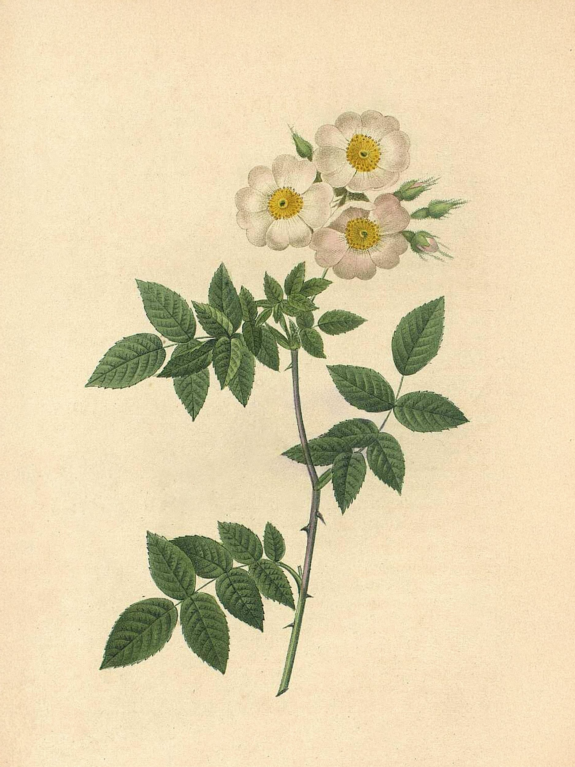 Pierre-Joseph Redouté — Raphael of Flowers