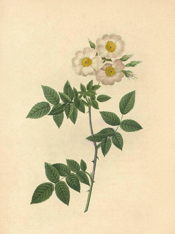 Pierre-Joseph Redouté — Raphael of Flowers