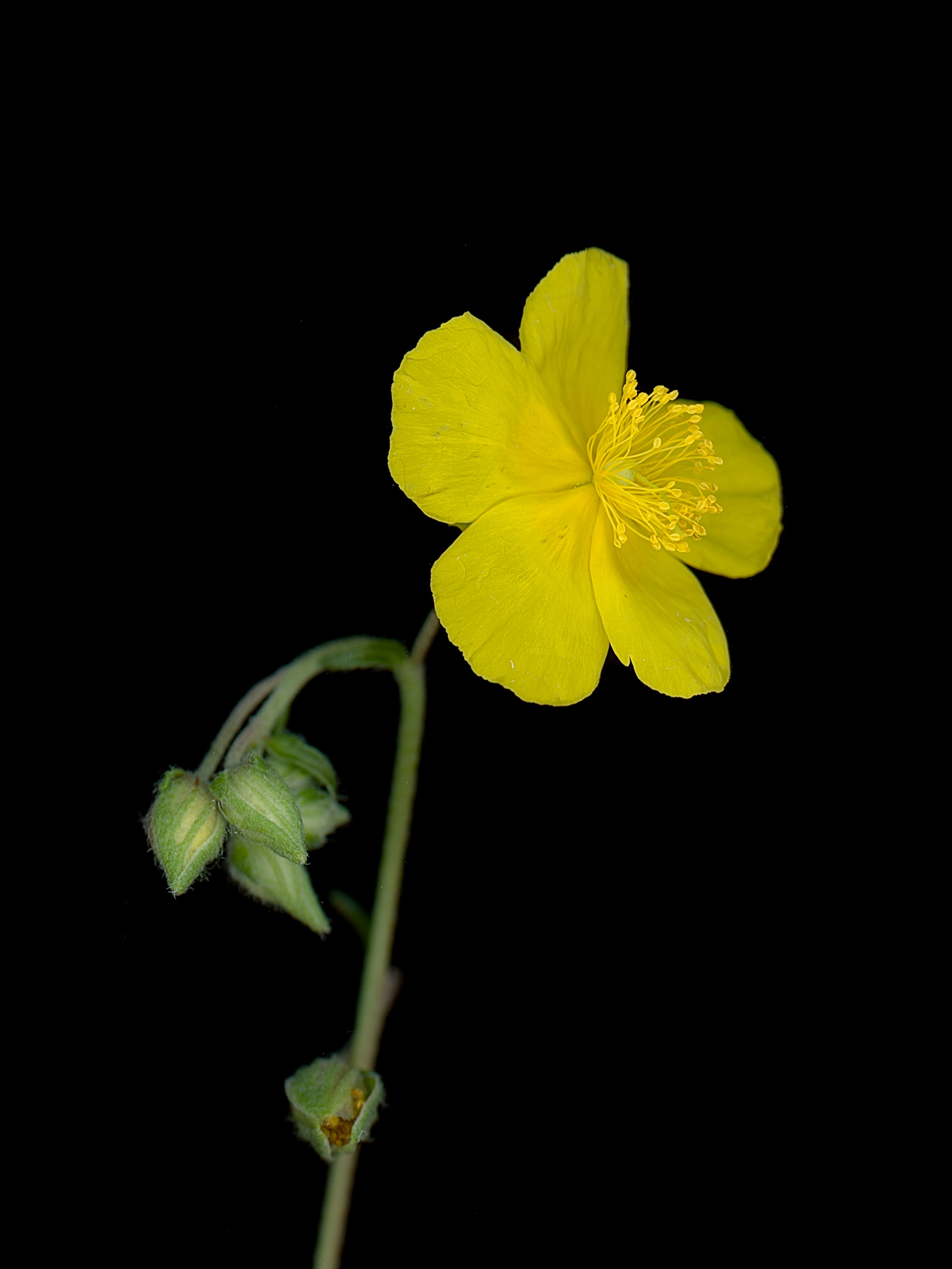 Helianthemum nummularium (Common rock-rose) — HD Scan, Thalkirchen, Germany, 2025