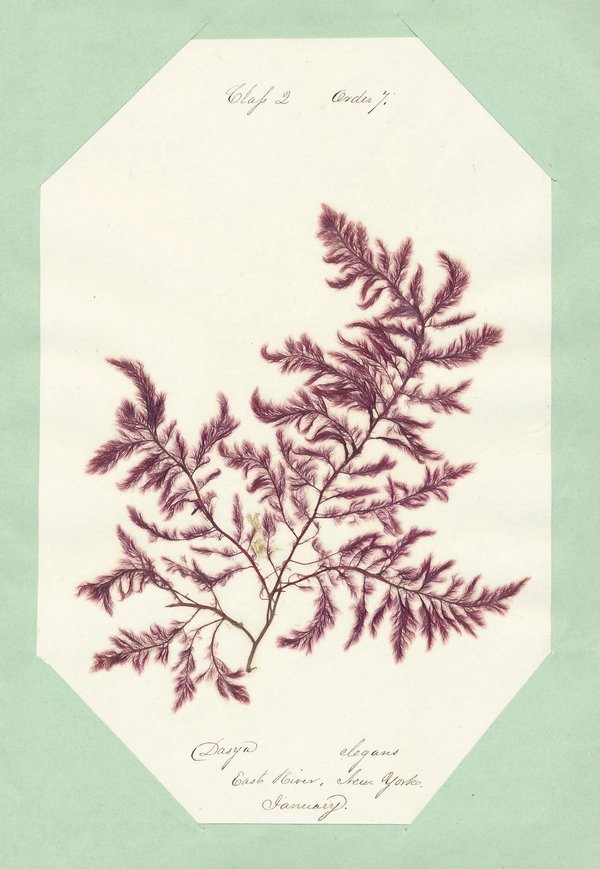 Eliza M. French — A Seaweed Collection