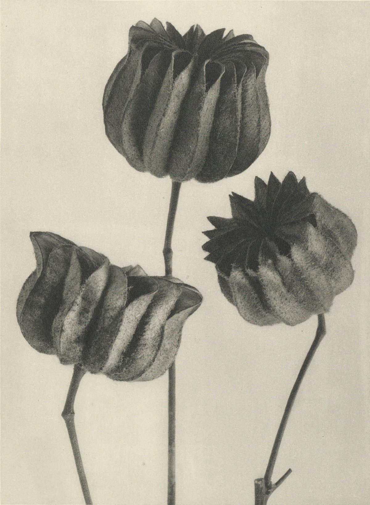 Karl Blossfeldt — Natural Design Archetypes