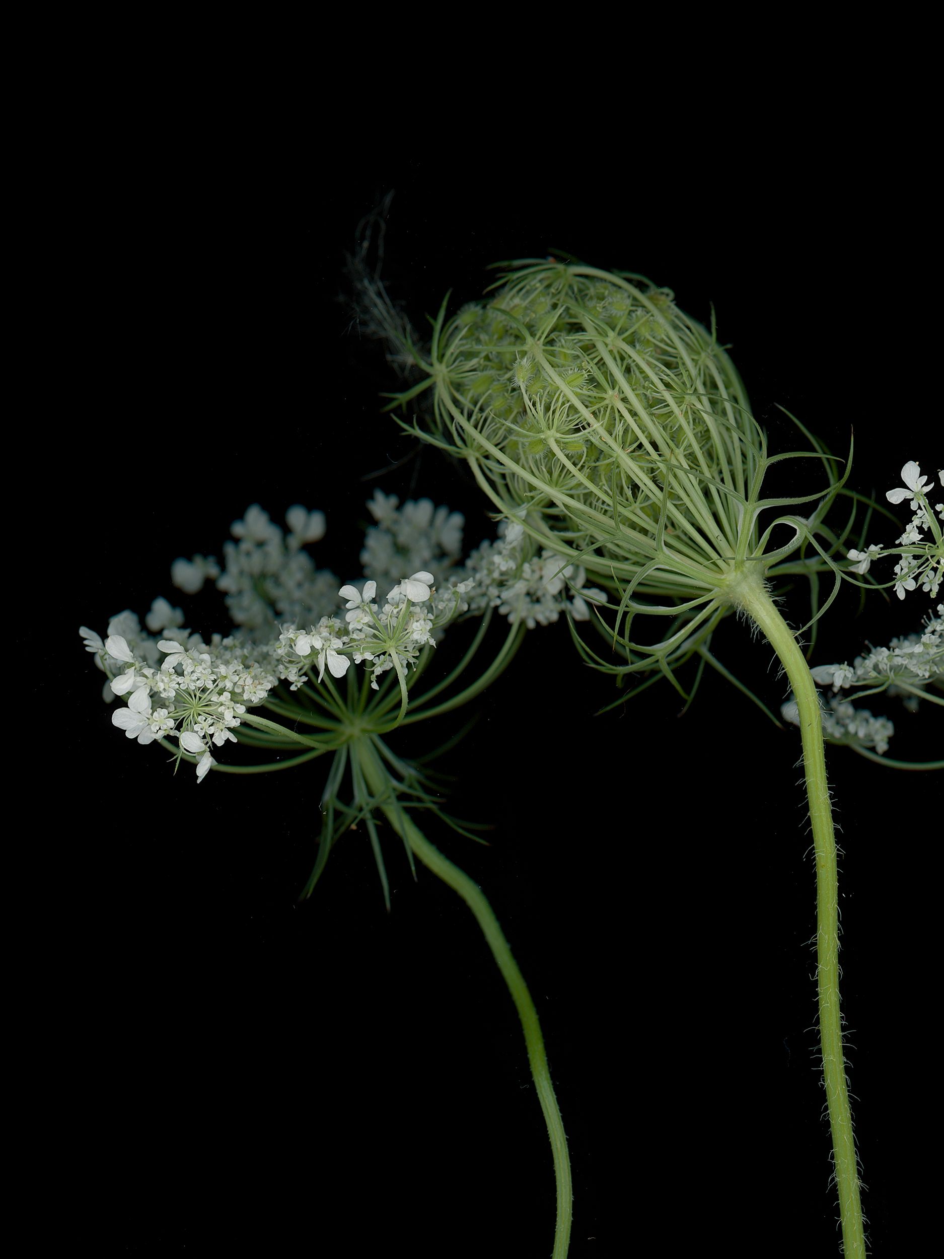 Daucus carota (Wild carot) — detail, HD Scan, Thalkirchen, Germany, 2025