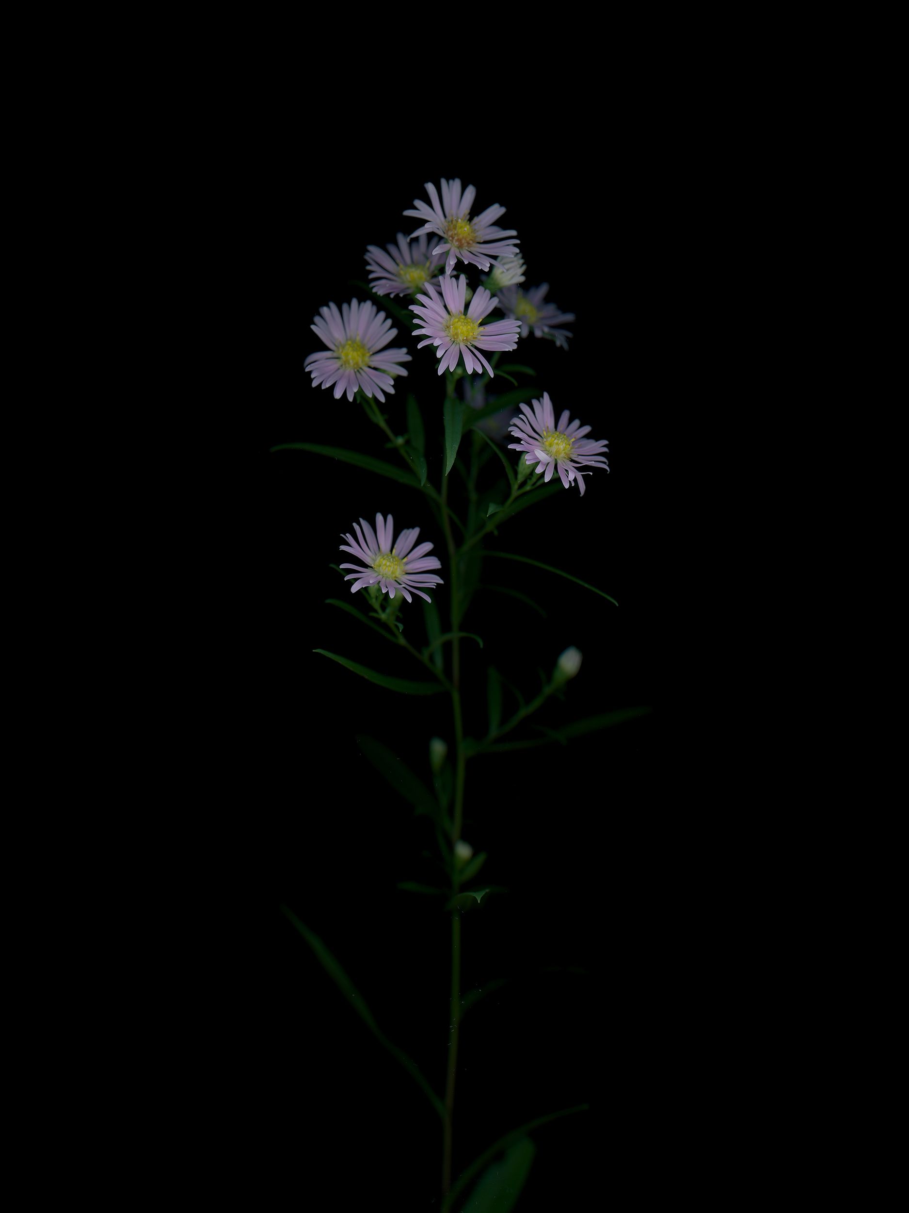 Symphyotrichum novi-belgii (New york aster) — HD Scan, Thalkirchen, Germany, 2025