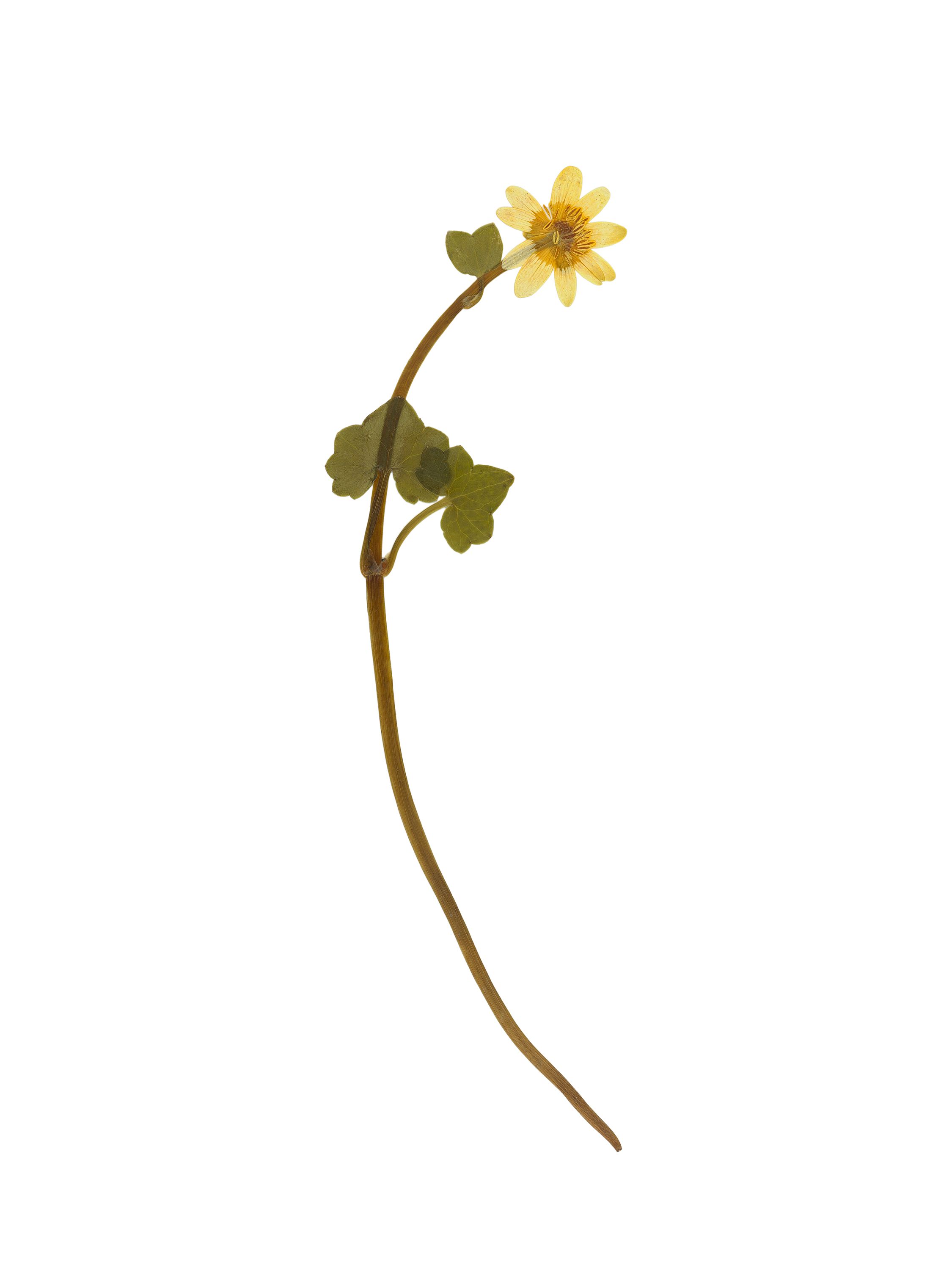 Ficaria verna (Lesser celandine) — Pressed, Pliezhausen, Germany, 2020