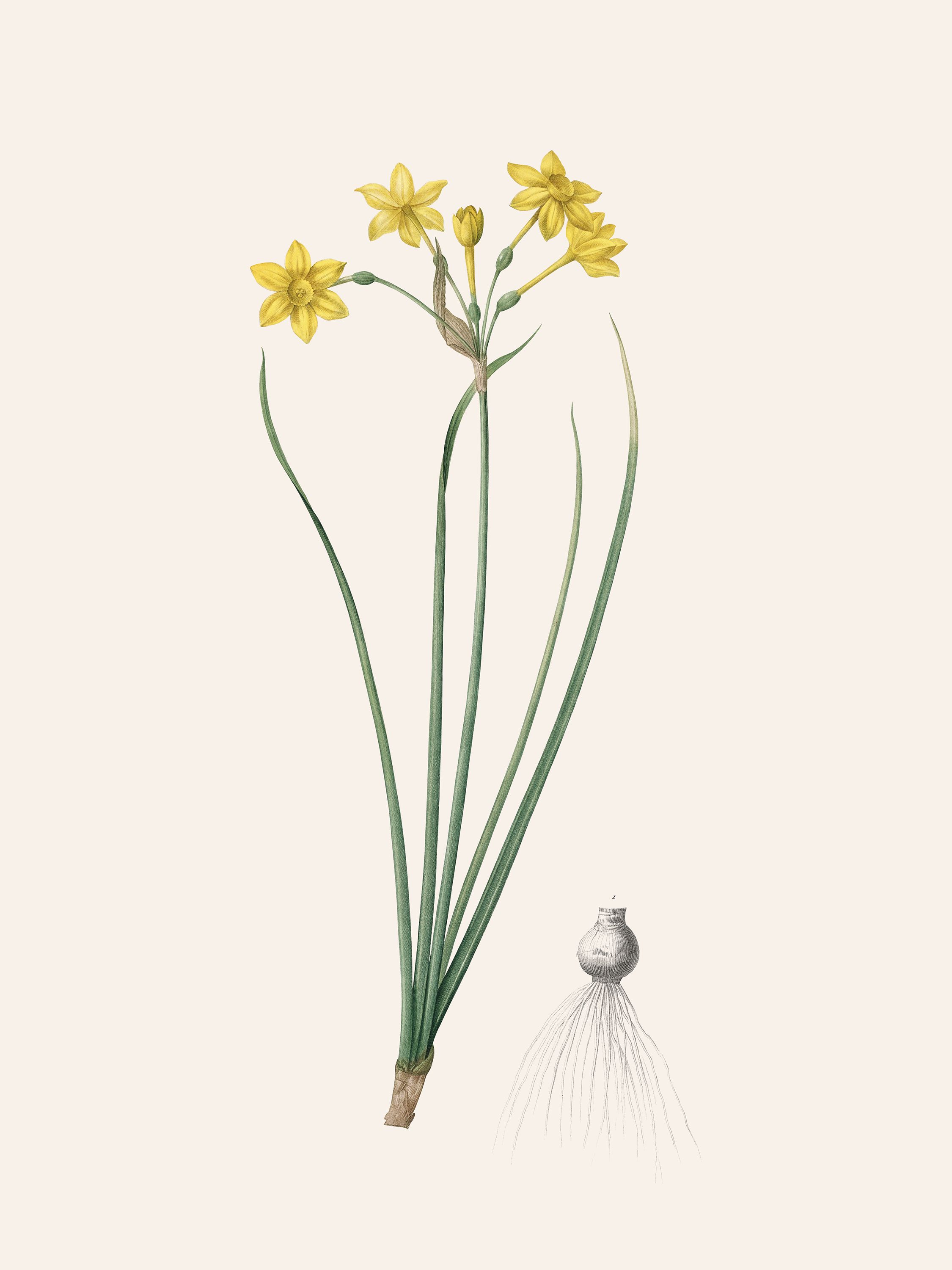 Narcissus jonquilla (Rush daffodil) — Plant Illustration, Les Liliacées, Vol. 3/ Pl. 159