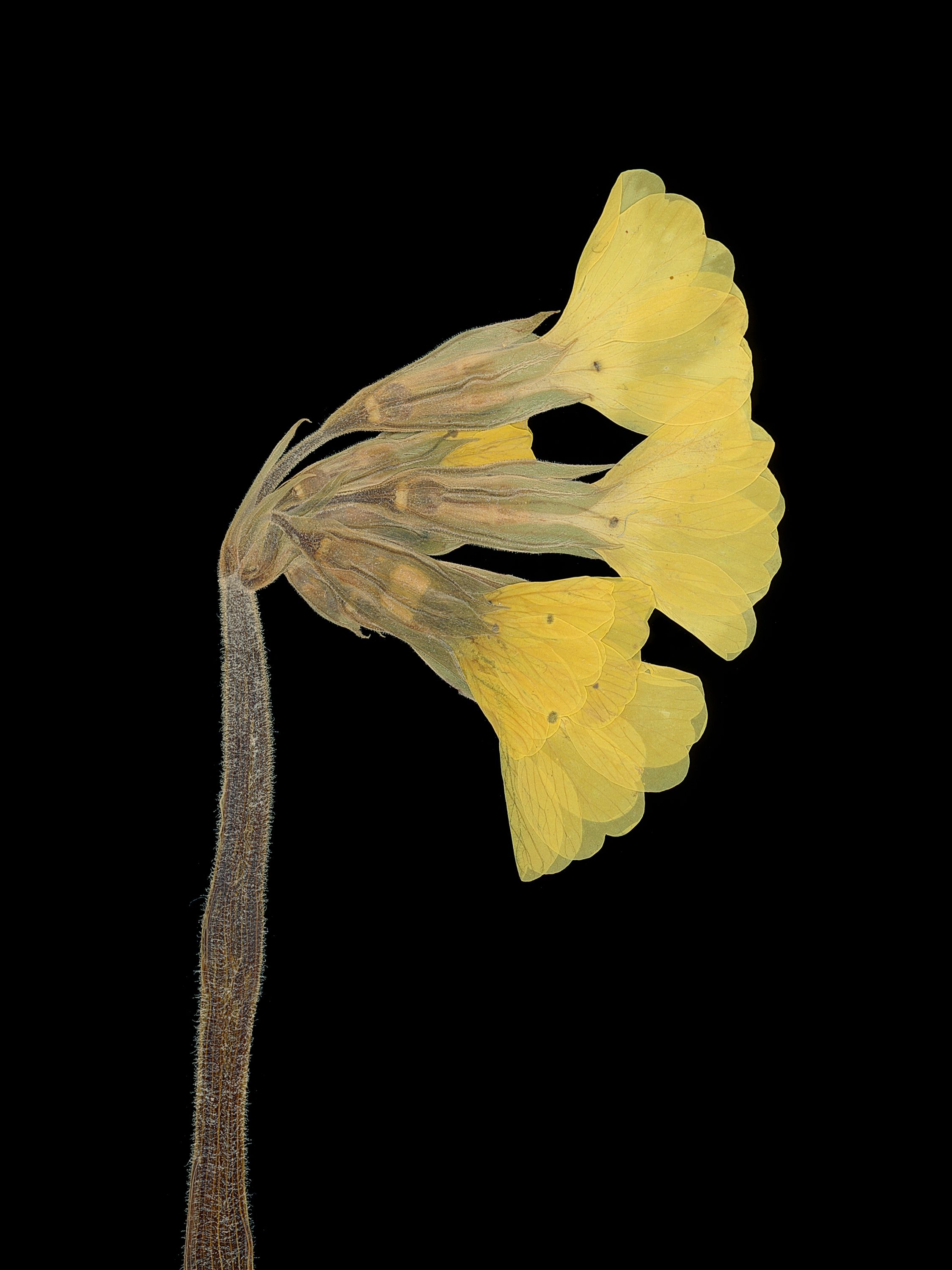 Primula elatior (Oxlip) — detail, Pressed, Pliezhausen, Germany, 2020