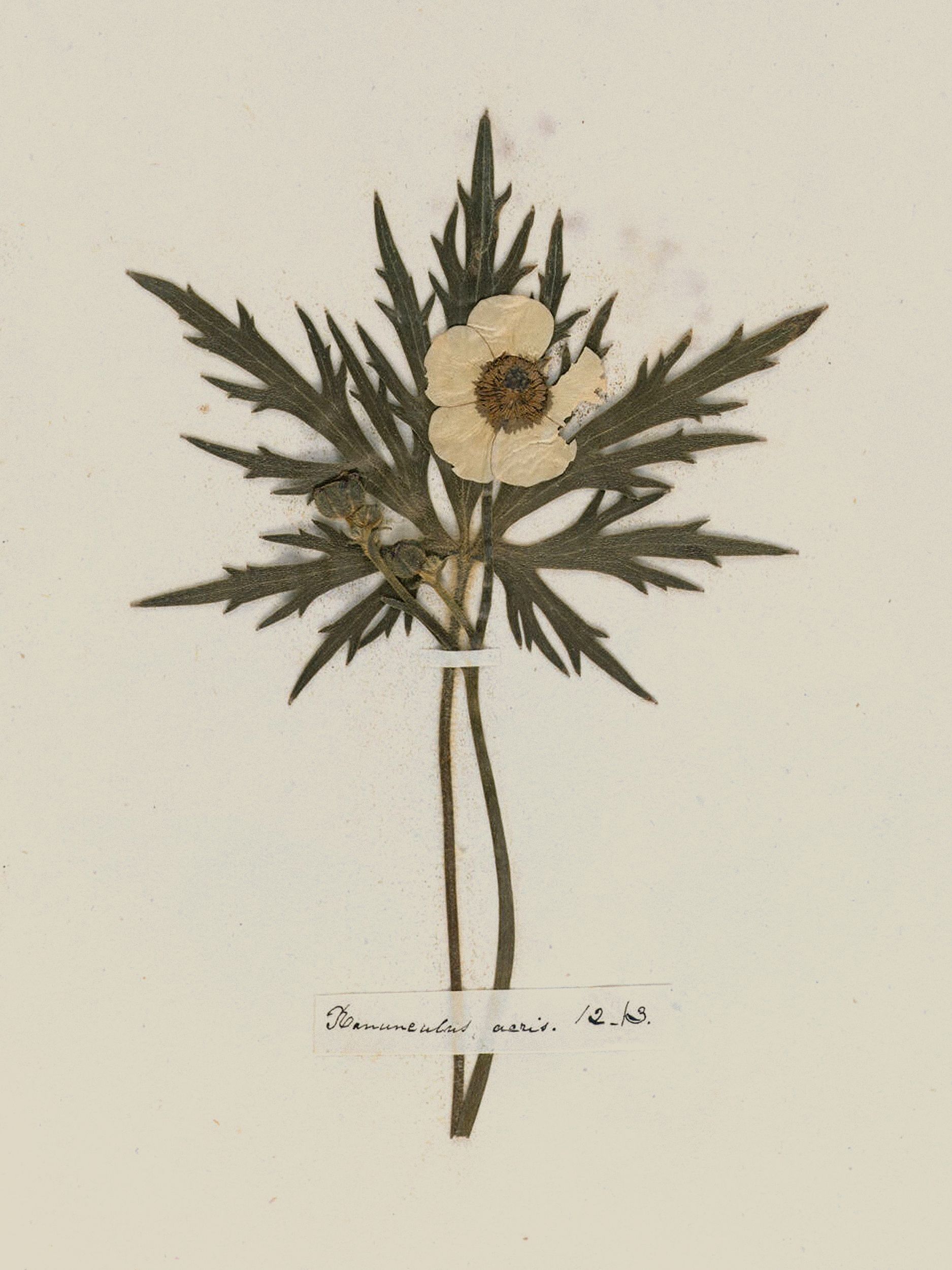 Emily Dickinson — A Poet's Early Herbarium