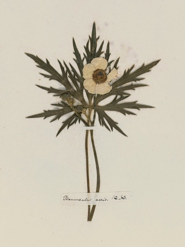 Emily Dickinson — A Poet's Early Herbarium