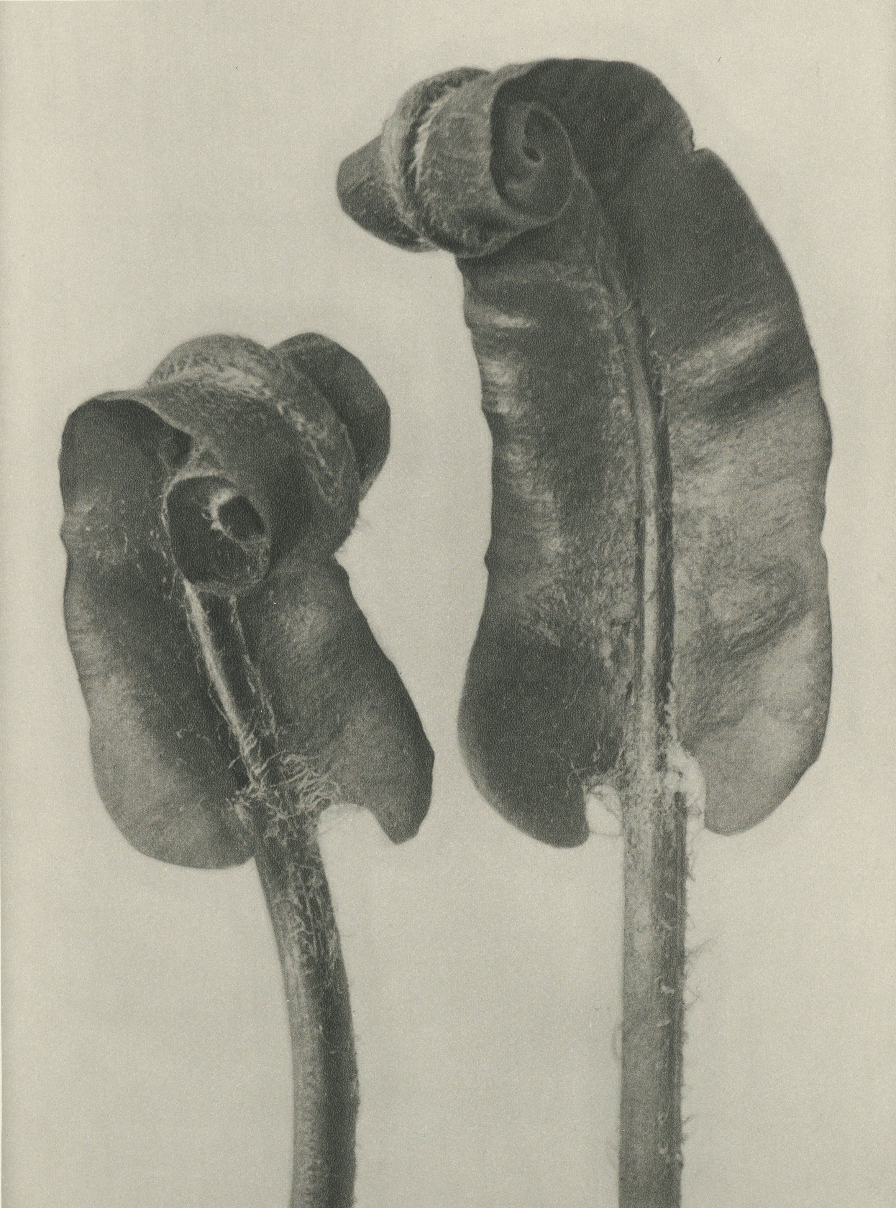 Karl Blossfeldt — Natural Design Archetypes