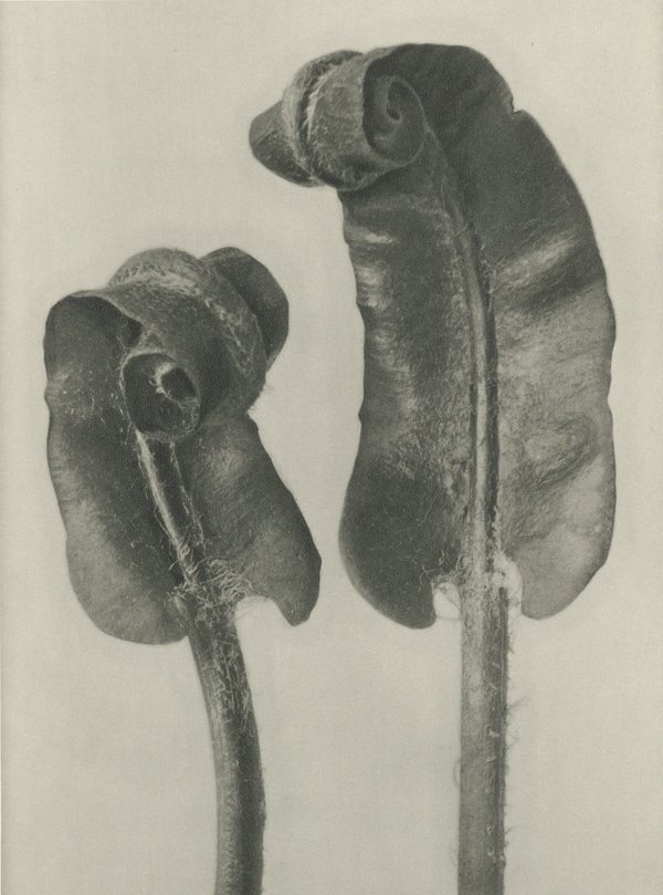 Karl Blossfeldt — Natural Design Archetypes